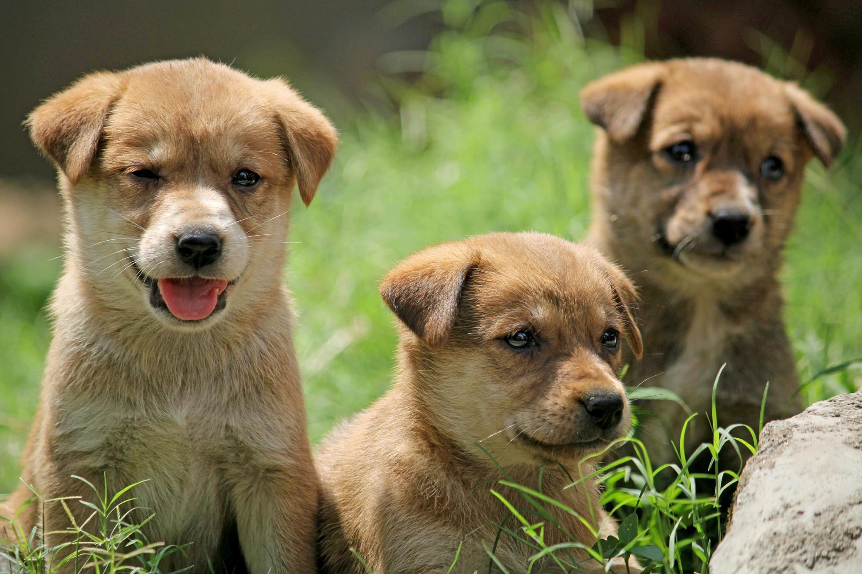 Drei junge hellbraune Hunde liegen im hohen Gras