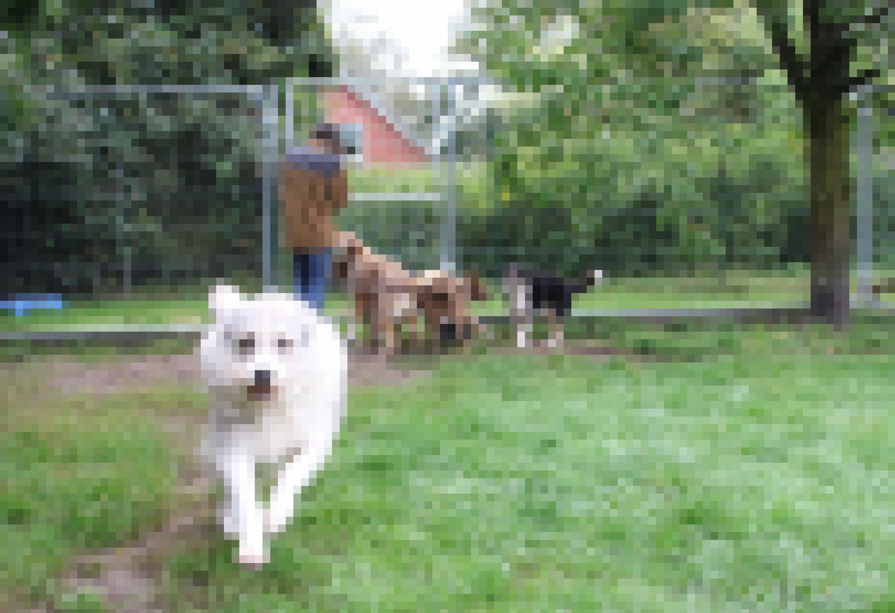 Ein weißer flauschiger Hund rennt auf die Kamera zu.