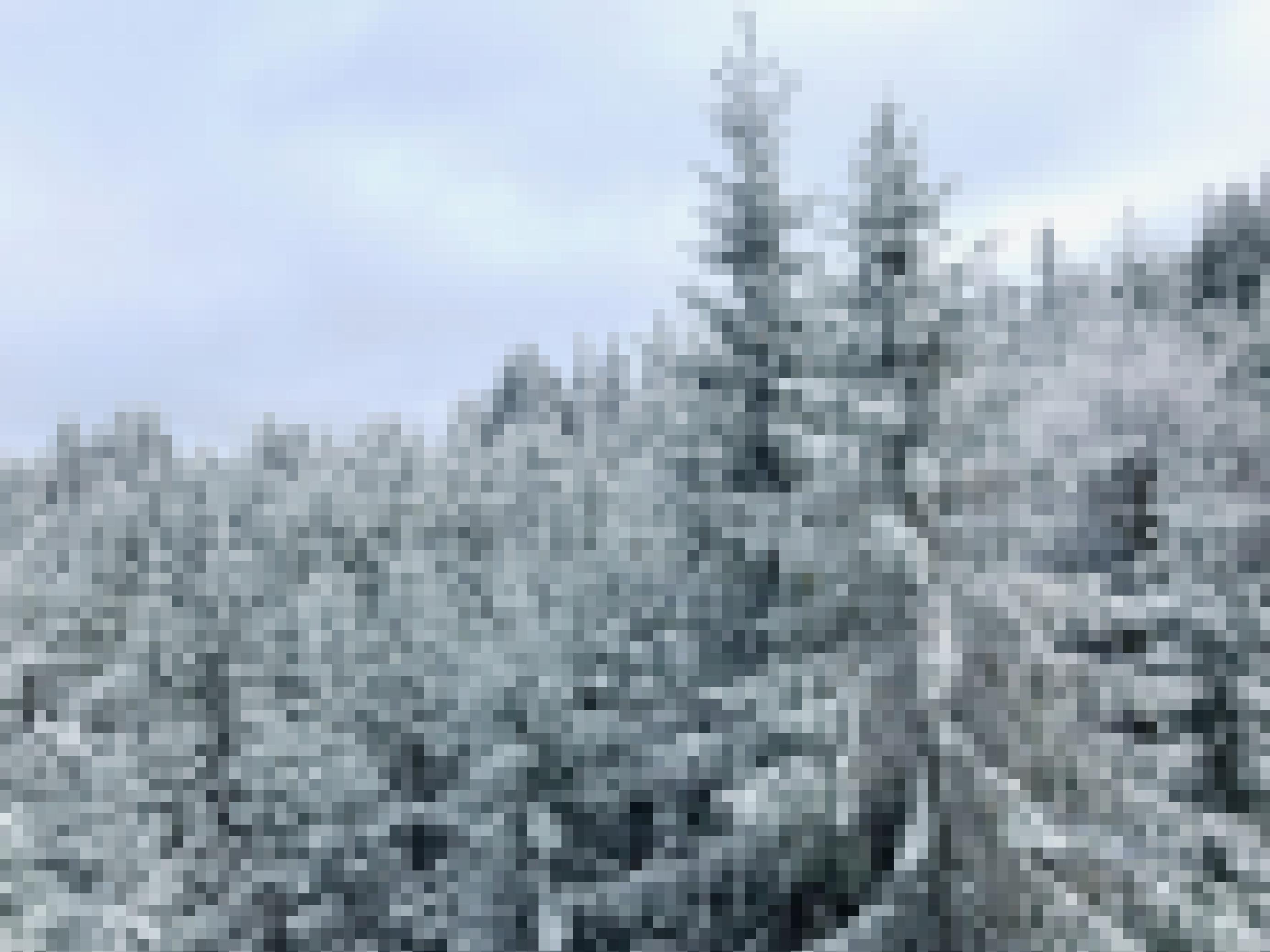 Schneebedeckter Fichtenwald