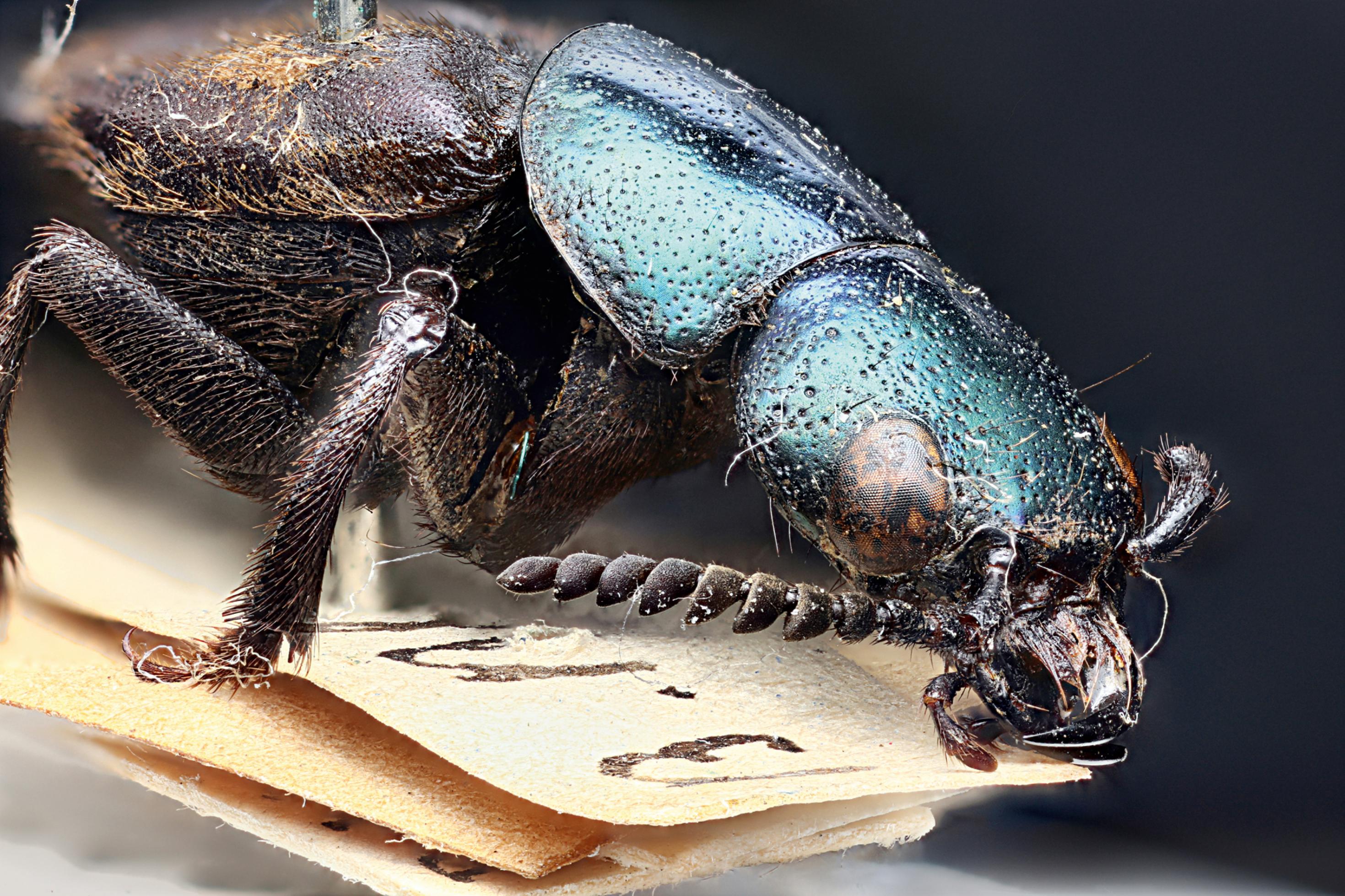 Der Käfer Darwinilus sedarisi hat eine besondere Geschichte.