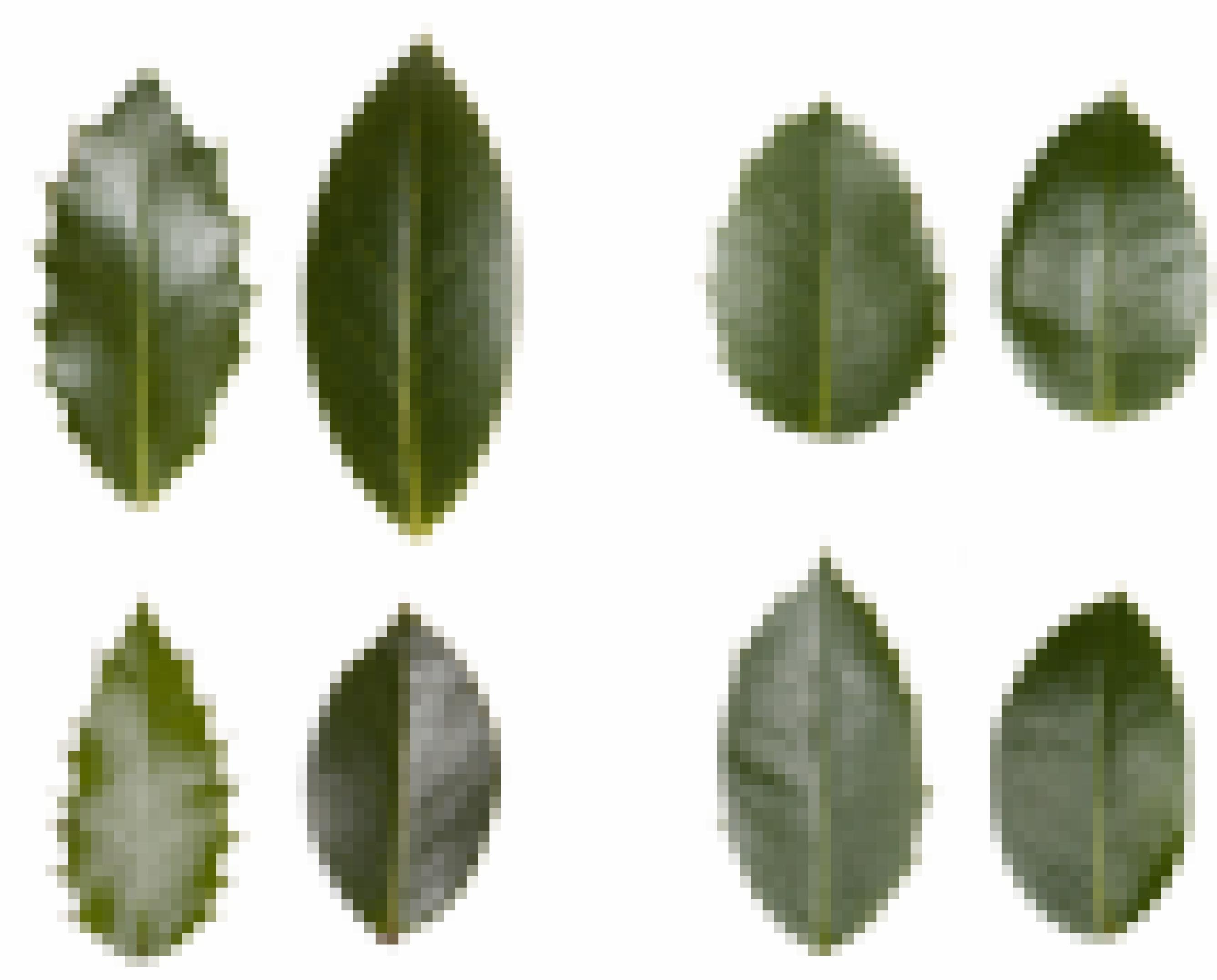 Grüne Blätter der Stechpalme auf weißem Grund. Manche sind länglich, andere etwas rundlicher. Vier Paare sind dargestellt. Jeweils links eines mit Stacheln am Rand und rechts eines ohne Stacheln.