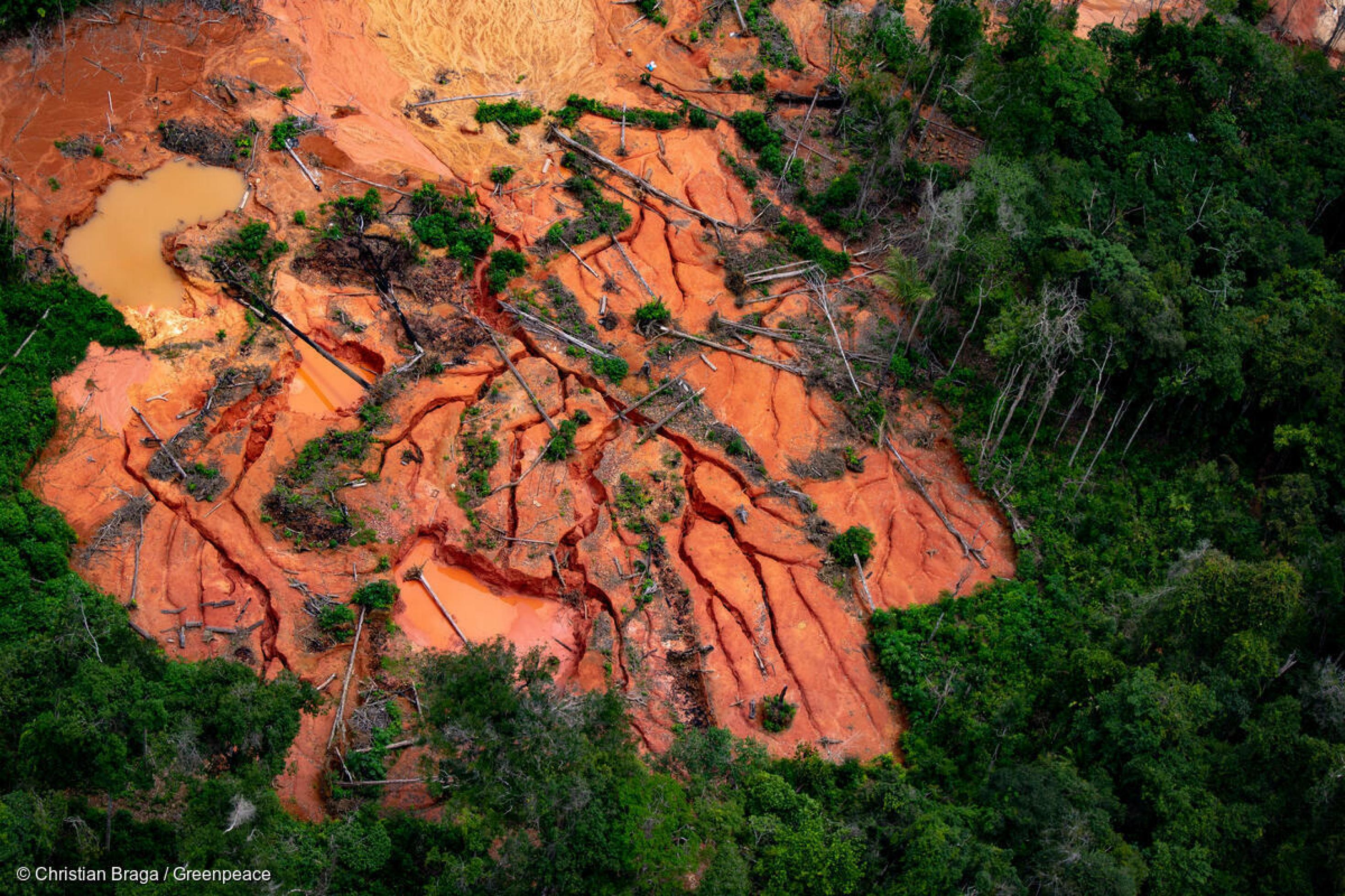 Luftaufnahme von verwüstetem Wald auf dem Gebiet der Yanomami im Bundesstaat Roraima im April 2021