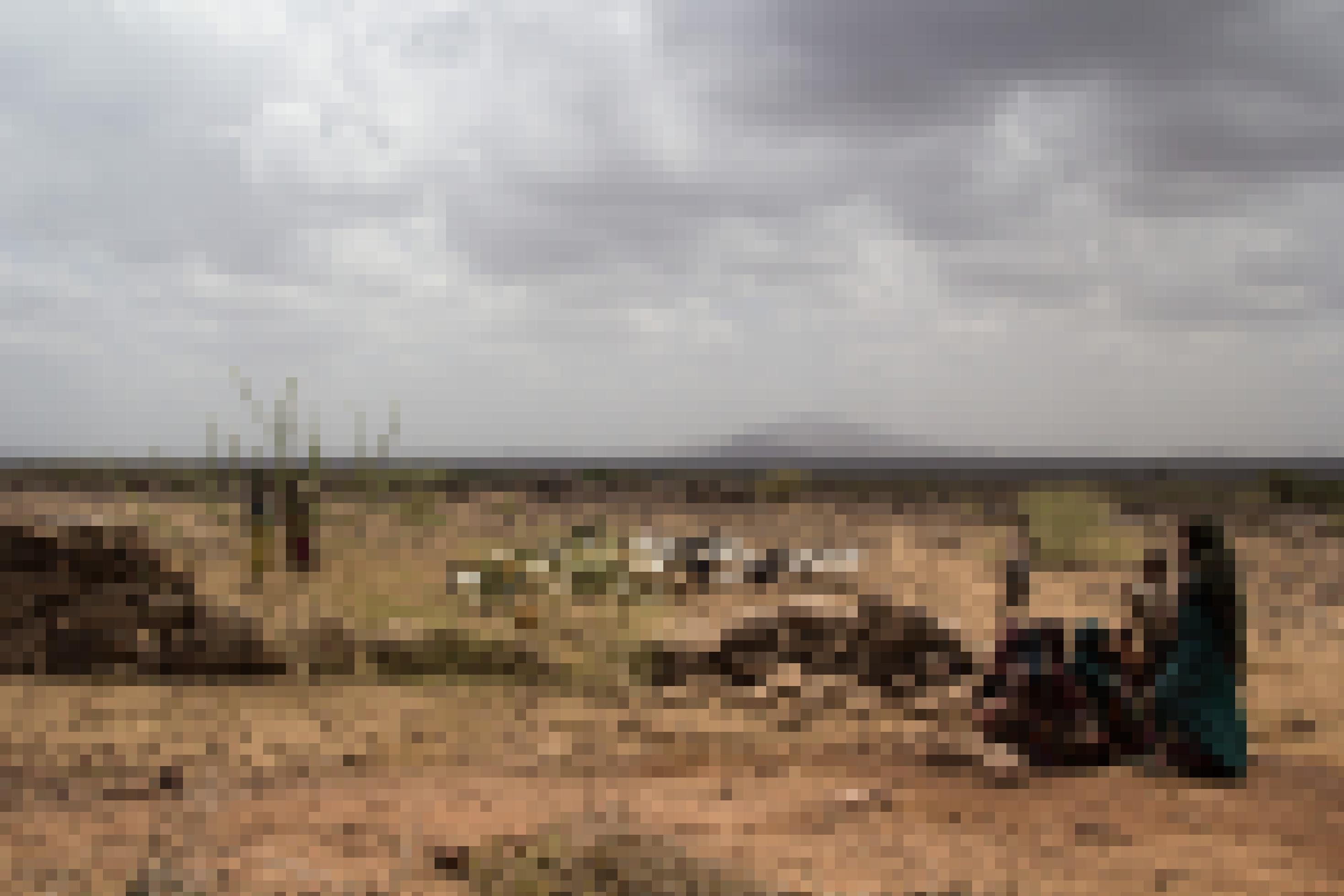 In einer unwirtlichen Steinwüste sind Menschen und Ziegen zu sehen. Sie leben in der Region Afar, die wie Tigray an Eritrea grenzt.