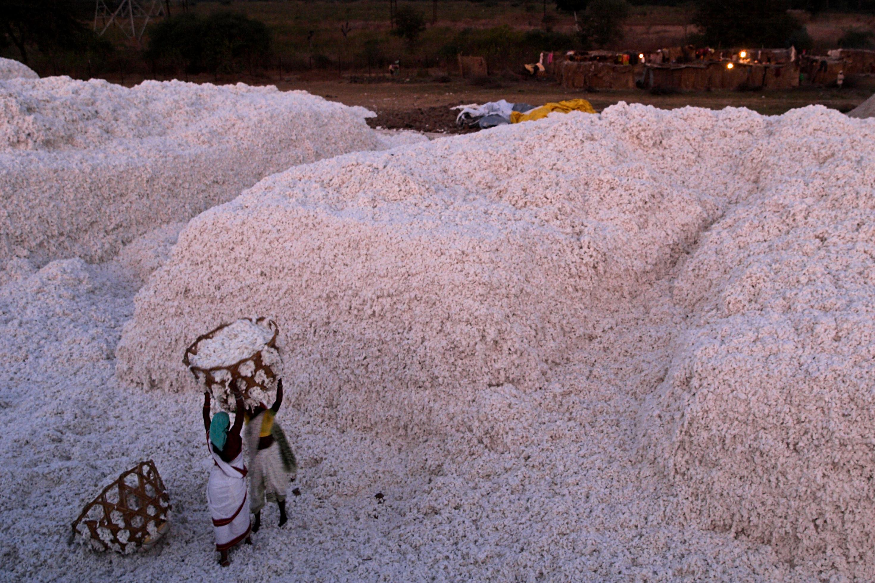 Workers build up big mountains of cotton at a ginning in Pandarkawda, known as the cotton capital of Maharashtra. Many of the workers live just outside the ginning in little huts. Although the ginning itself becomes increasingly mechanized the preparing work is still very labor intensive, because the raw cotton arrives unsorted and is just dumped outside of the factory.