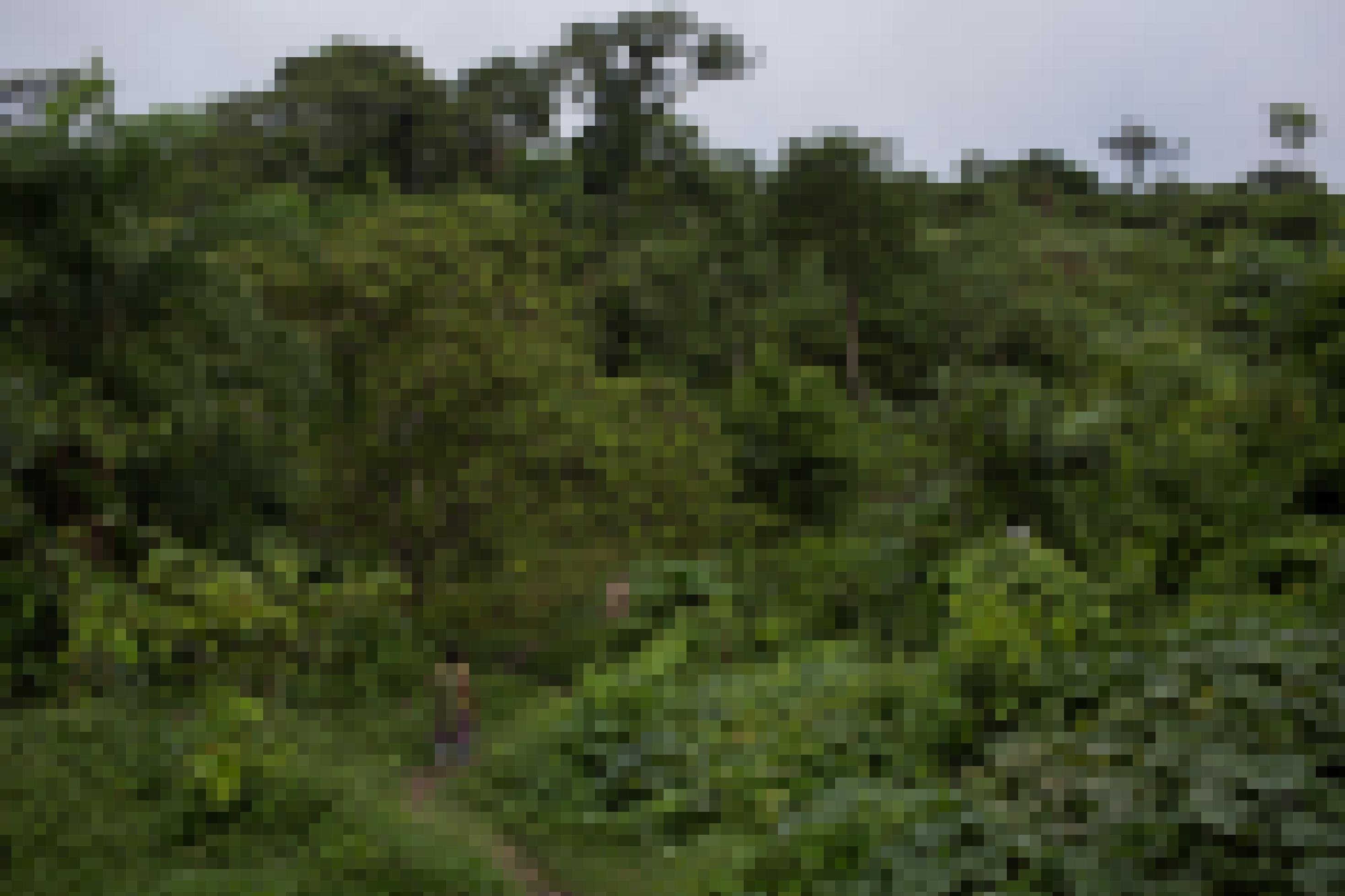 Urwald, der bei genauerem Hinsehen ein Garten ist mit den verschiedensten Pflanzen und Obstbäumen am Itacoai-Fluss, im indigenen Schutzgebiet Vale do Javari.