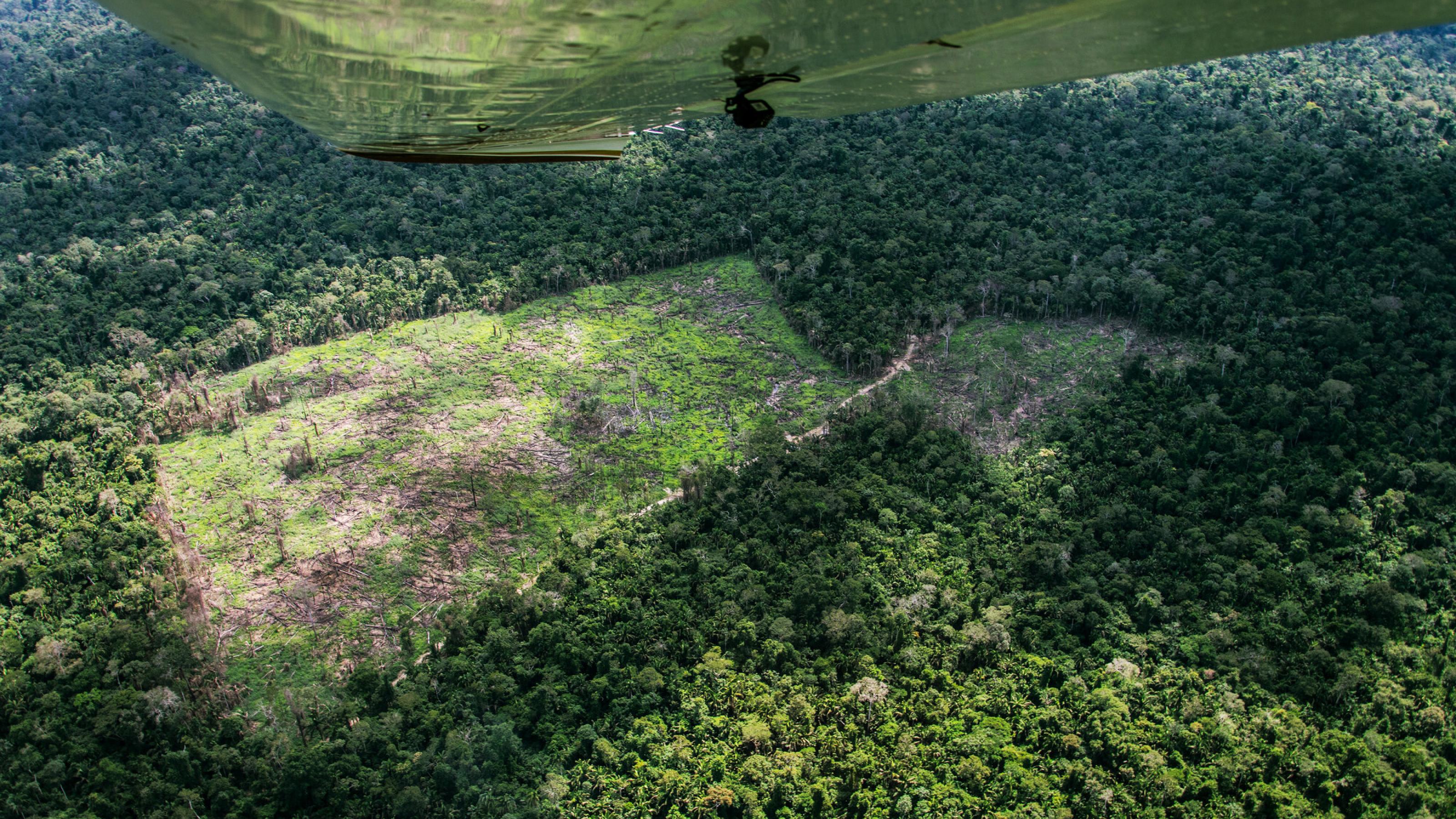 Vom Überflug sieht man auf den Regenwald hinunter, aus dem mosaikartige Stücke herausgeschlagen wurden im Gebiet unkontaktierter Indigener im Bundesstaat Pará.