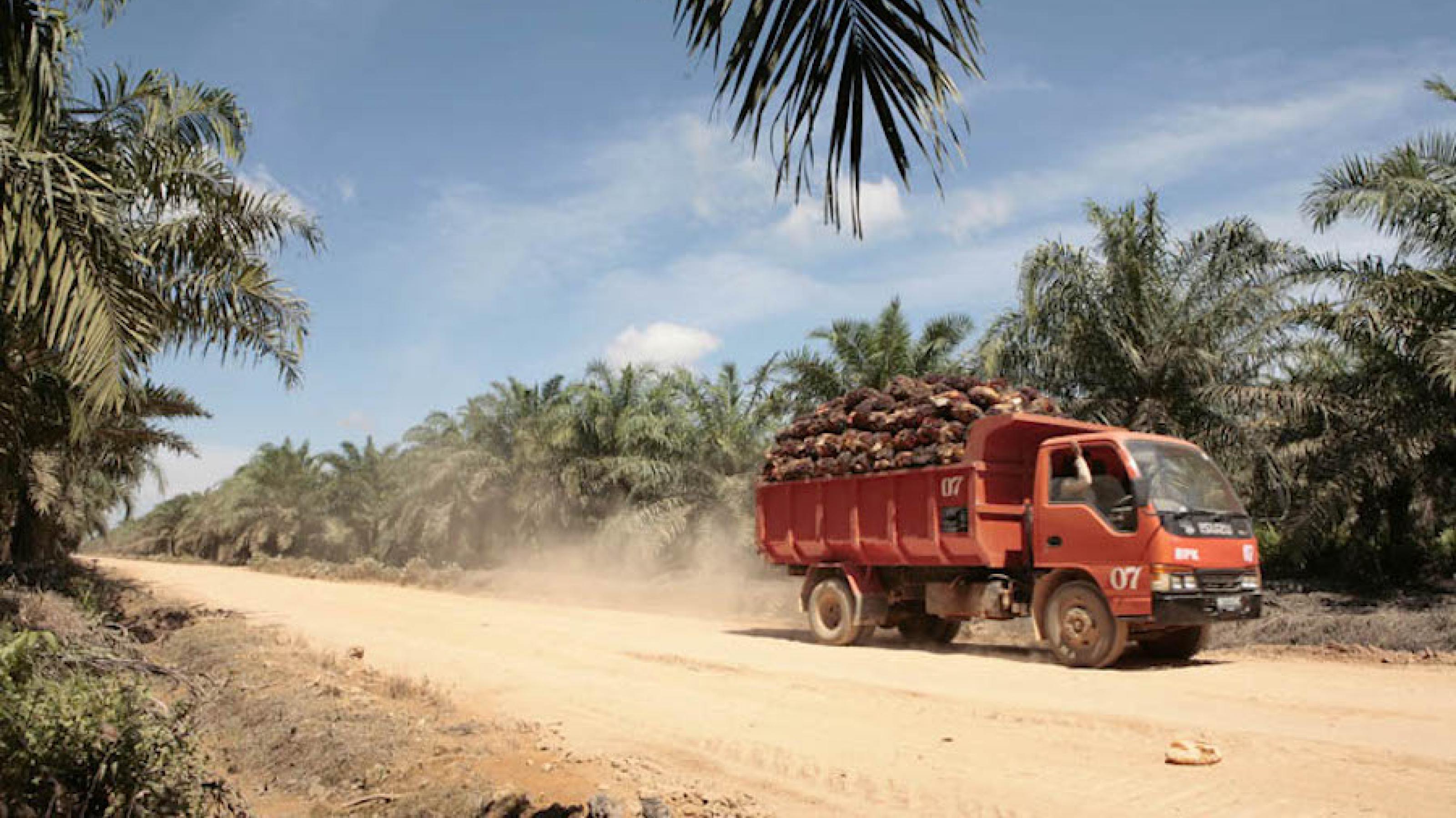 Ein mit Palmfrüchten beladener Lastwagen fährt über eine staubige Straße, die durch eine Palmölplantage führt.