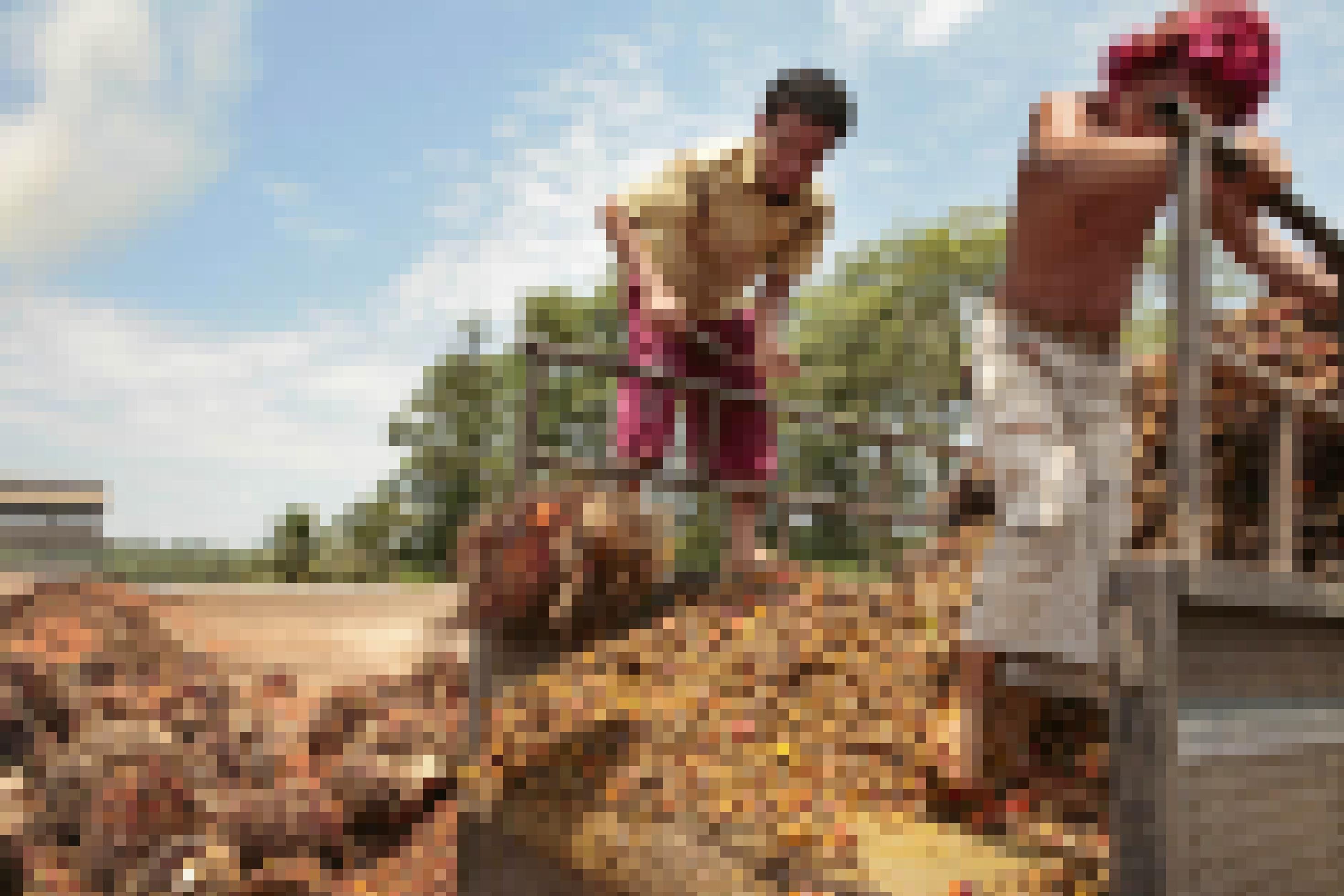 Arbeiter stoßen mit Händen und Füßen Ölpalmenfrüchte von einem Lastwagen auf das Förderband einer Ölmühle.
