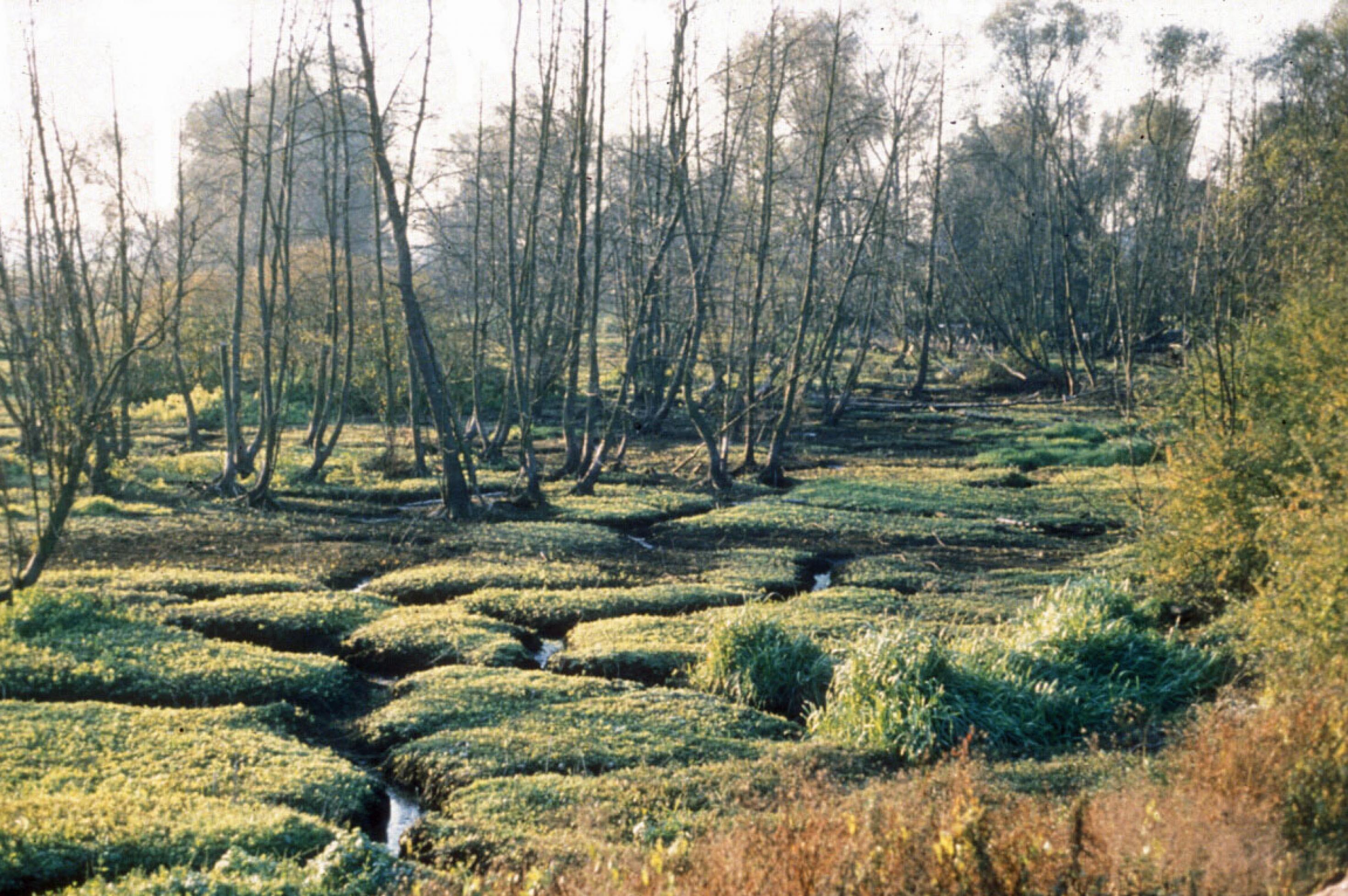 Grüne Erdpolster und tote Bäume in einem ausgetrockneten Moor