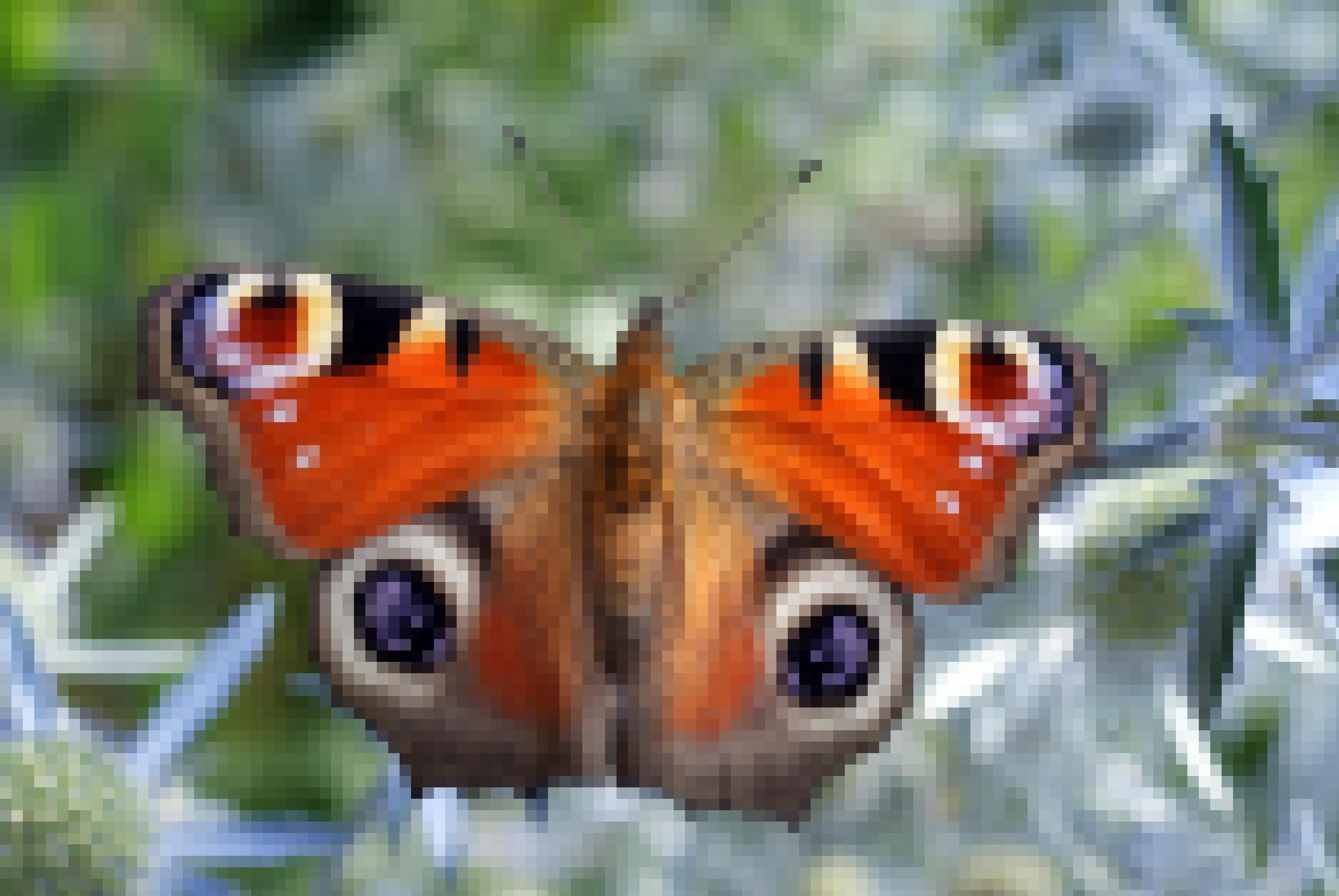 Das Bild zeigt das Tagpfauenauge, einen Schmetterling auf dessen Flügeln jeweils zwei Formen sind, die wie Augen wirken.