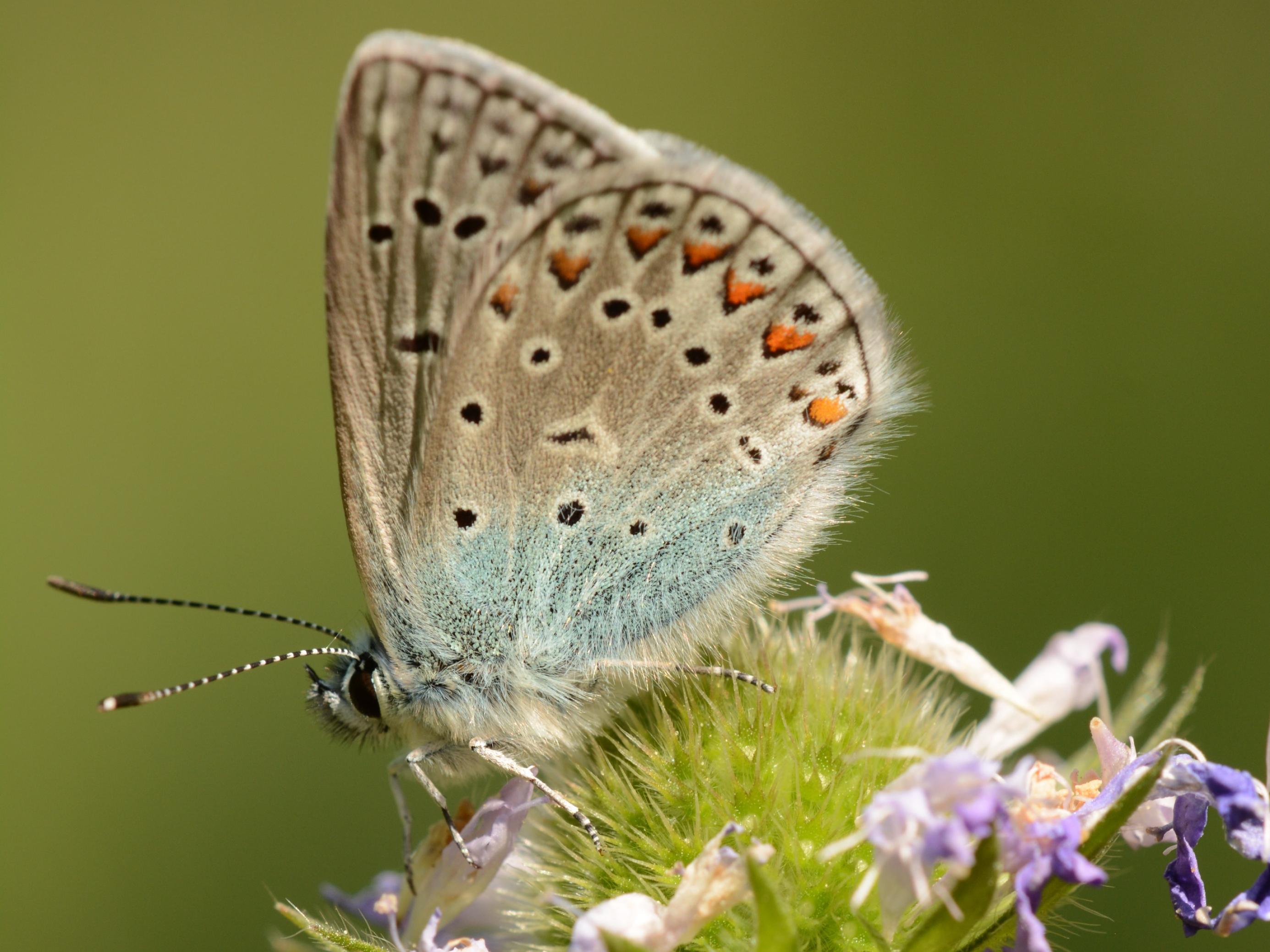 Schmetterling auf Blüte mit bunt gescheckter Unterseite.