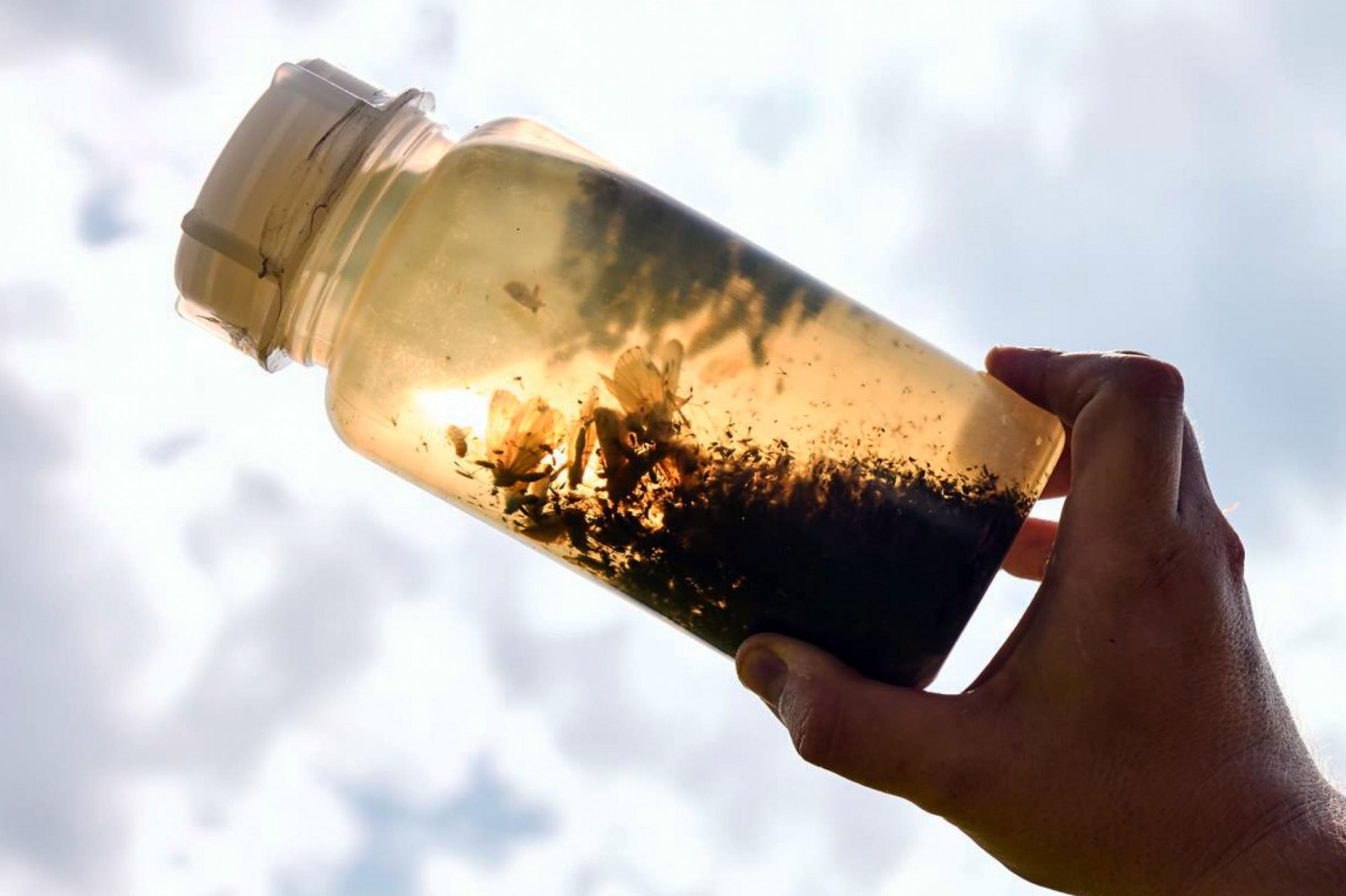 Eine durchsichtige Plastikflasche gefüllt mit braunem Alkohol und zahlreichen toten Insekten wird von einer Hand gegen die Sonne gehalten.