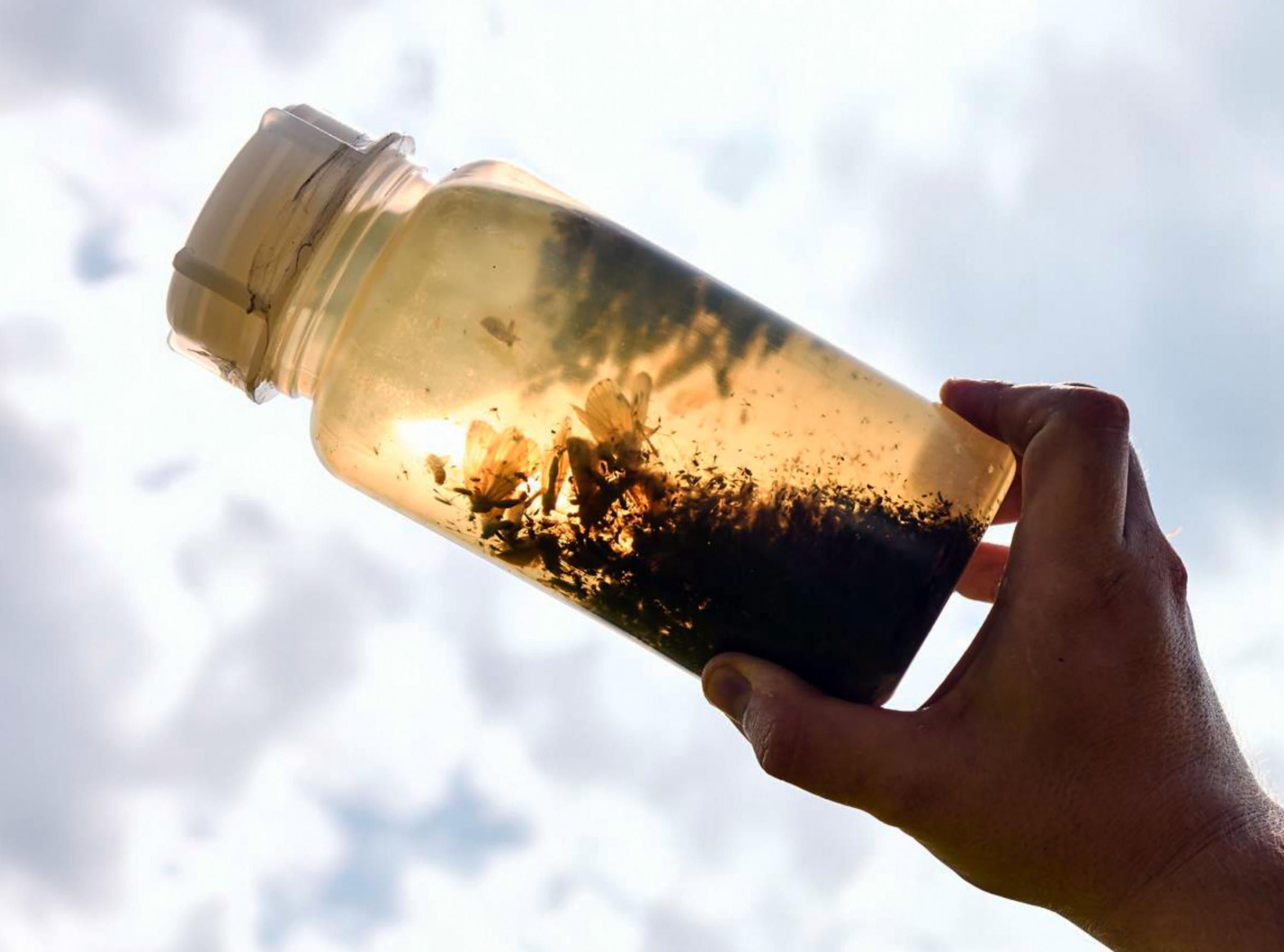 Eine durchsichtige Plastikflasche gefüllt mit braunem Alkohol und zahlreichen toten Insekten wird von einer Hand gegen die Sonne gehalten.