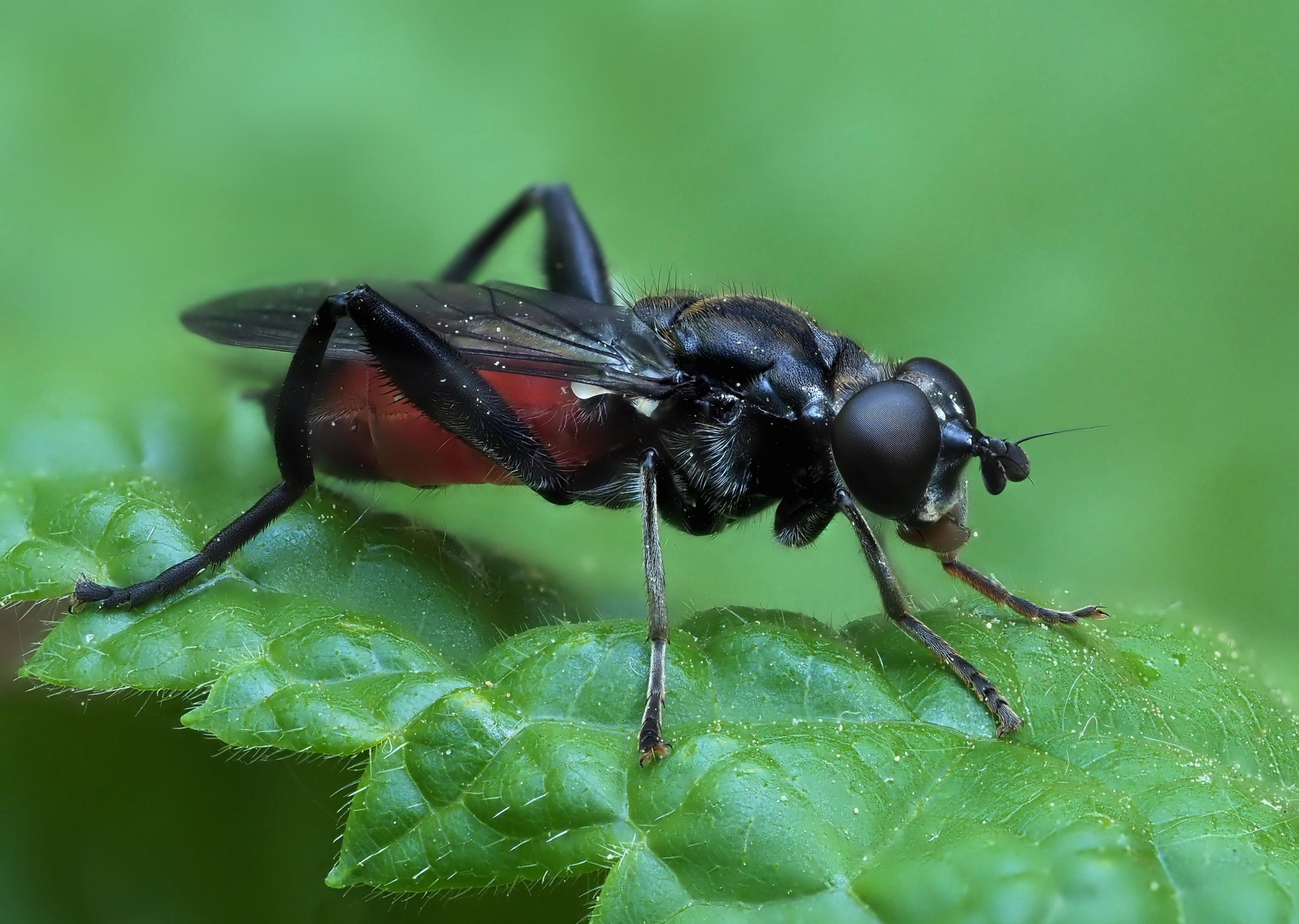 Ein ziemlich cool wirkendes schwarzes Insekt mit rotem Hinterleib in Nahaufnahme.