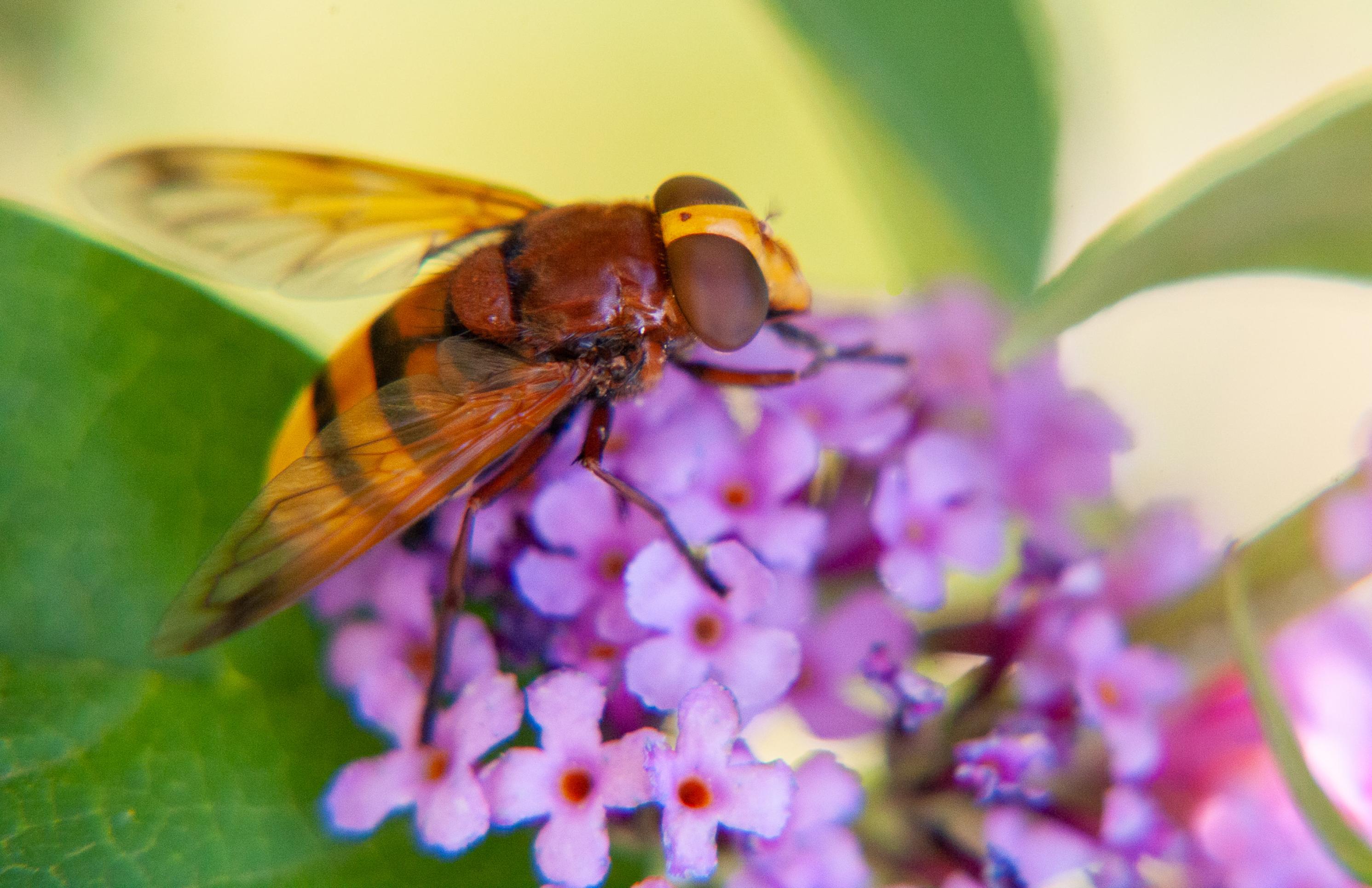 Ein großes, orange-braunes Insekte sitzt auf einer rosafarbenen Blüte.
