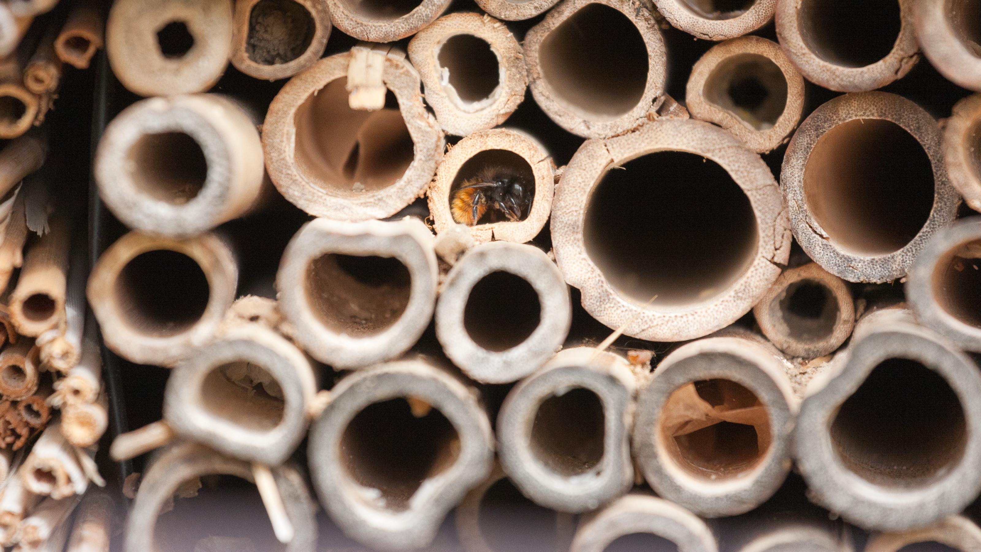 Eine Biene mit rostrot behaartem Hinterleib hat sich in einem Bambusstab eingerollt.