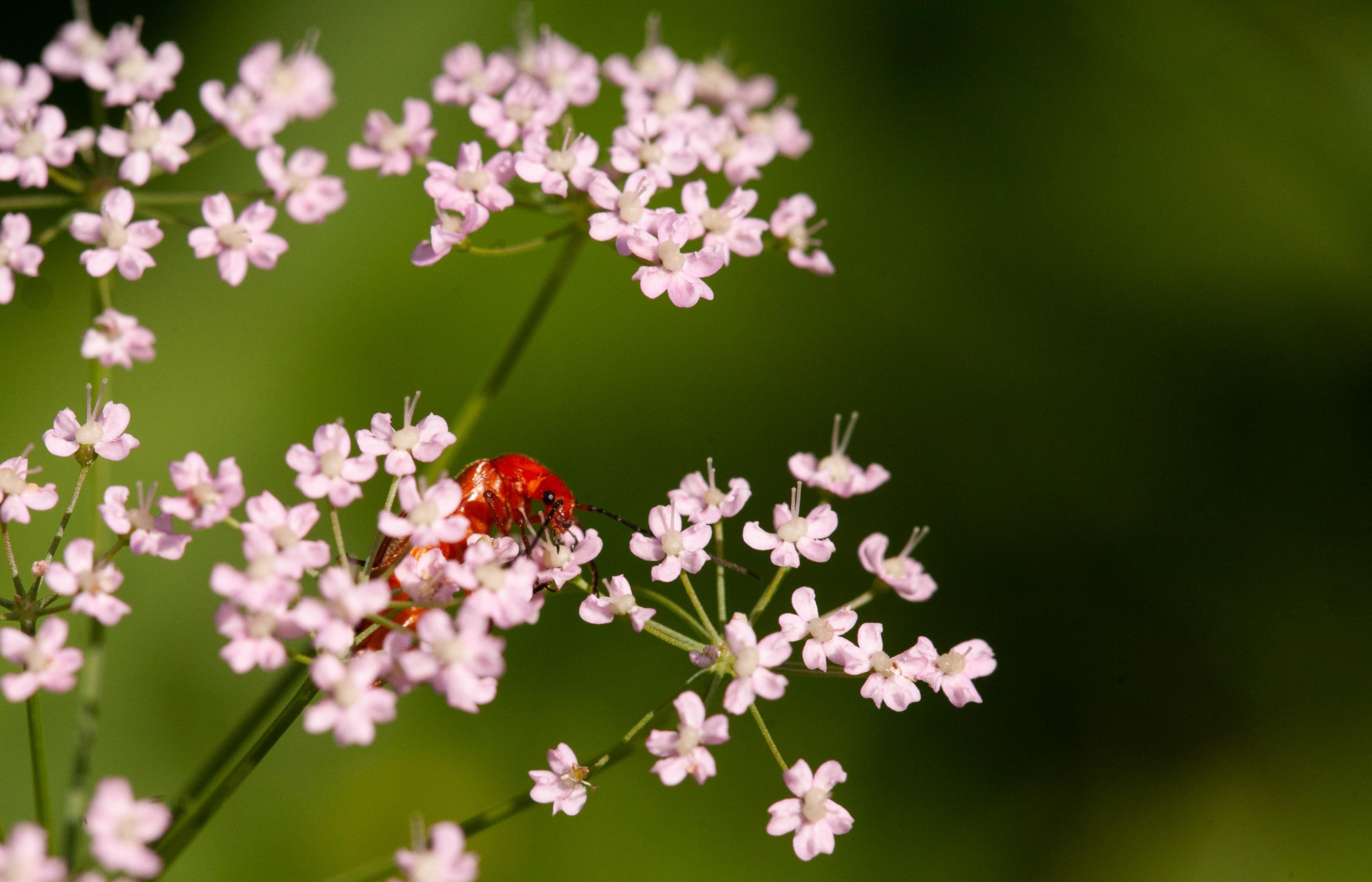 Ein länglicher roter Käfer mit schwarzen Augen klettert an einer Blütendolde herum.