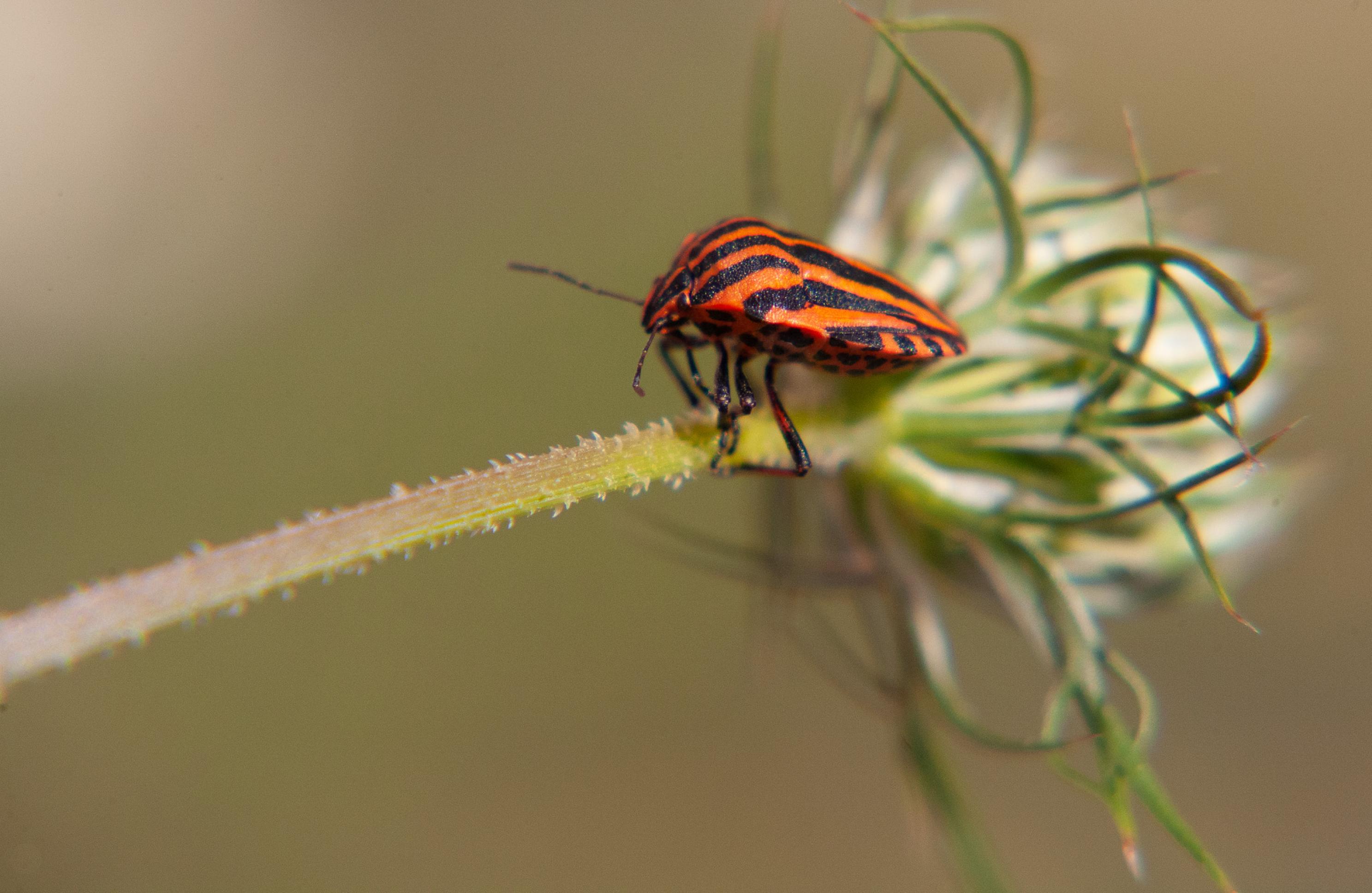 Ein Insekt mit orange-schwarzen Streifen.