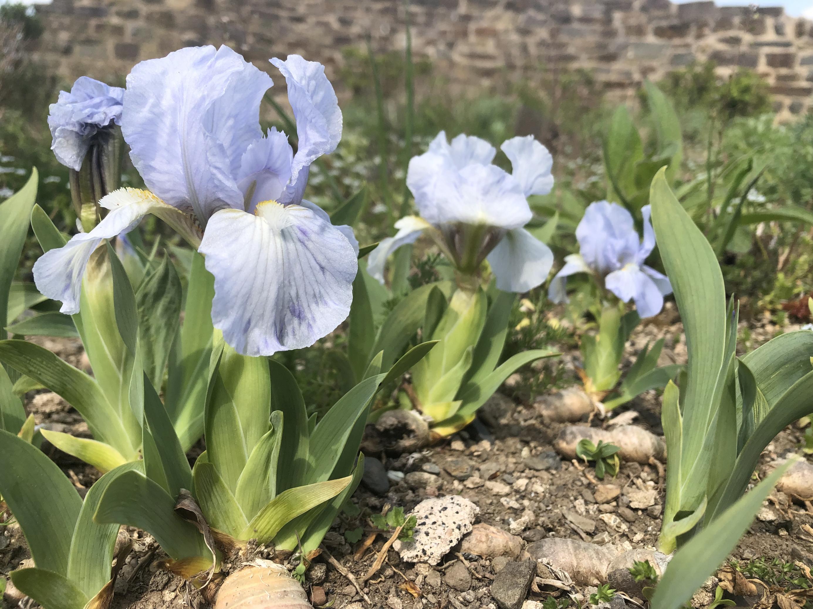 Die Iris „Oberschwaben“ ist eine kleinwüchsige Iris-Sorte.