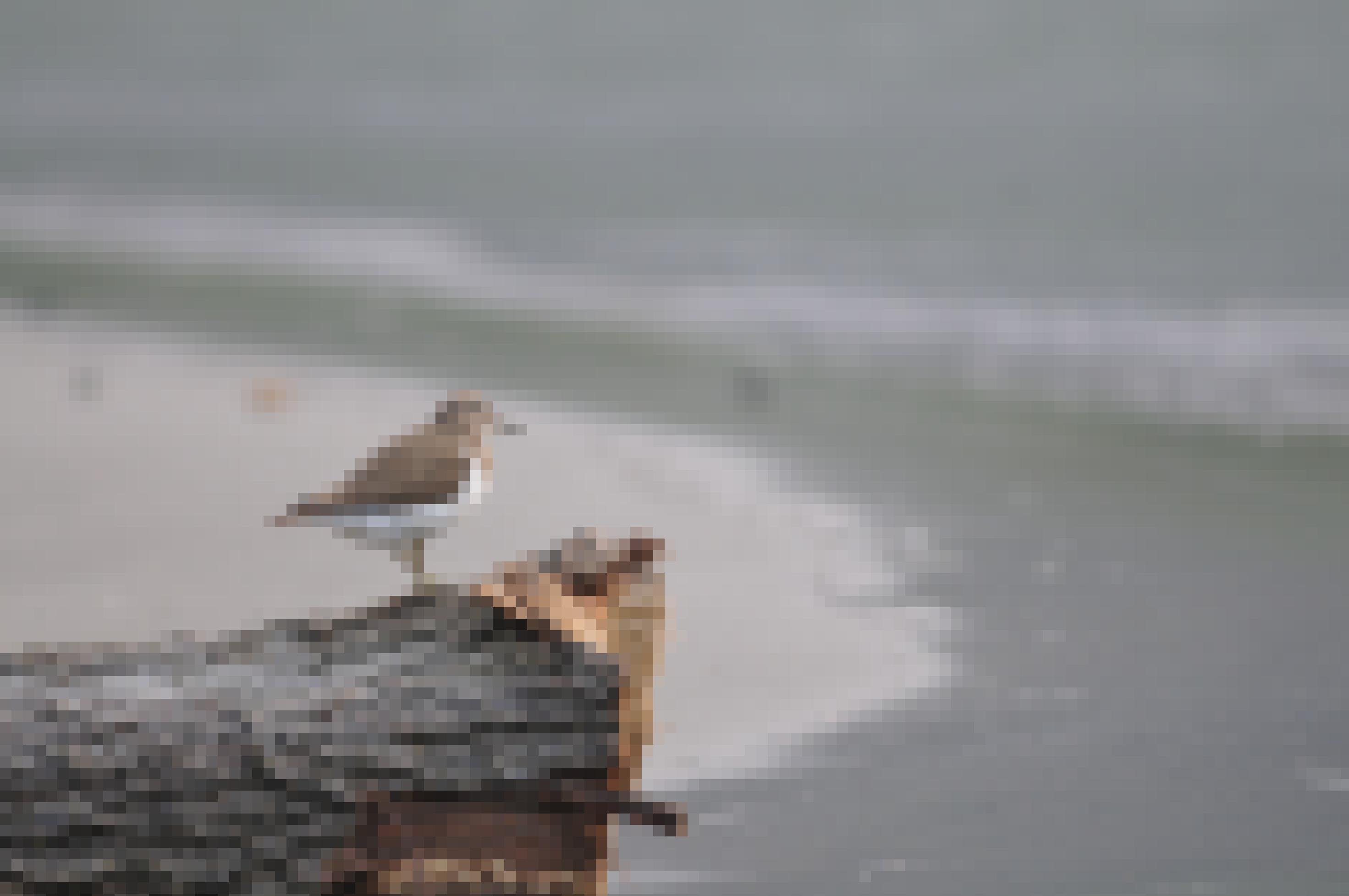 Braun-weißer Vogel auf einem Stück Holz stehend.