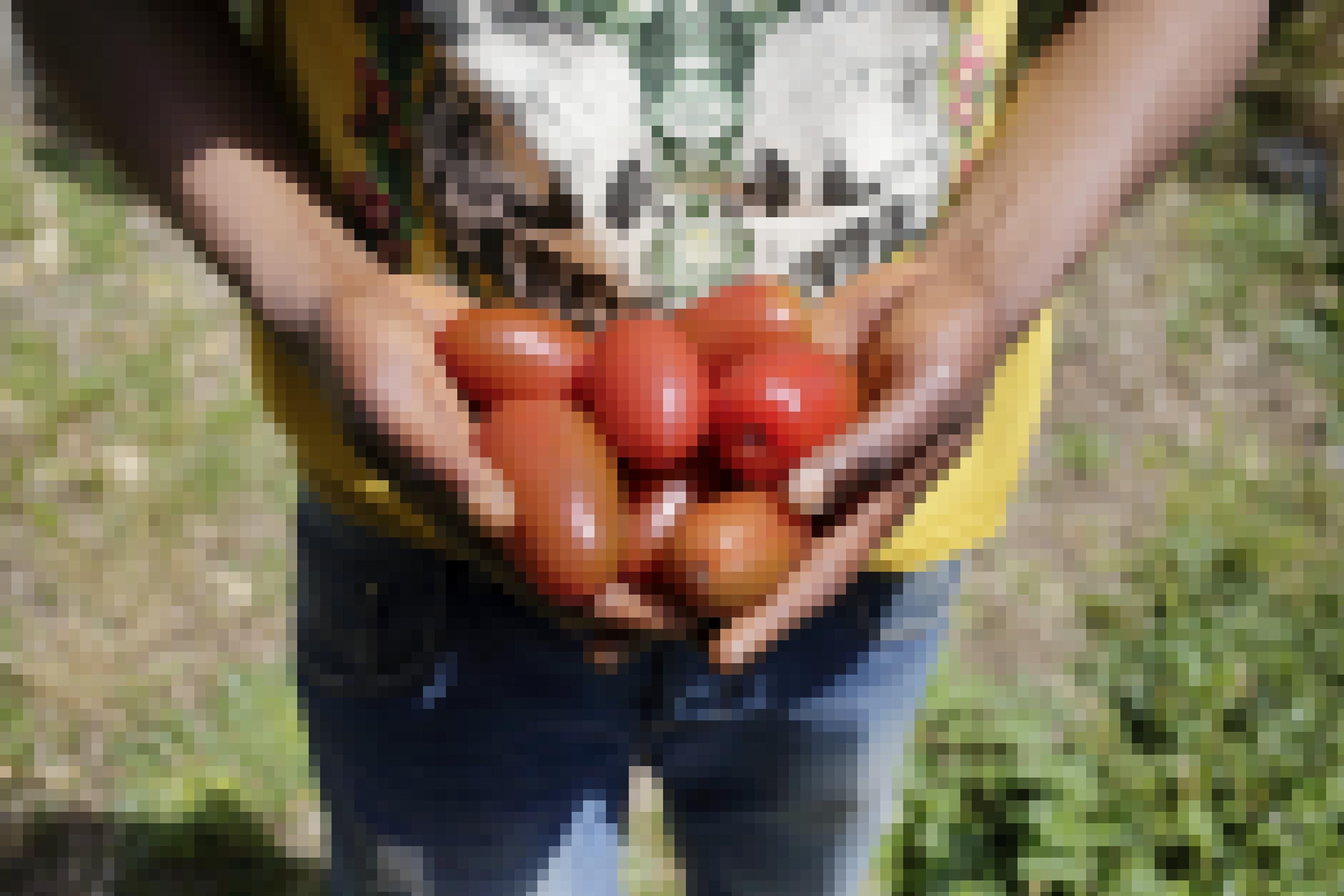 Man sieht die Hände eines dunkelhäutigen Mannes, darin etliche reife Tomaten.