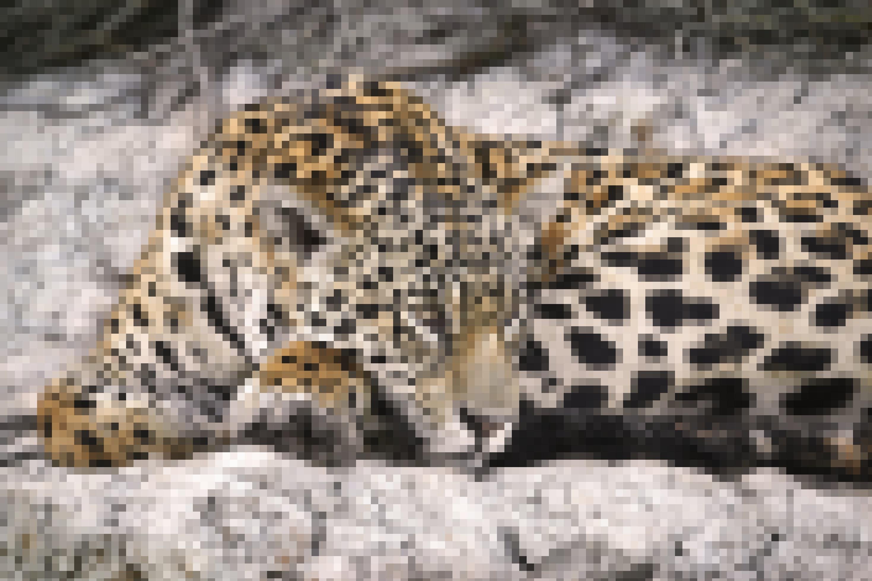 Halbnahe Einstellung: Ein Jaguar liegt am Fluss im brasilianischen Pantanal.