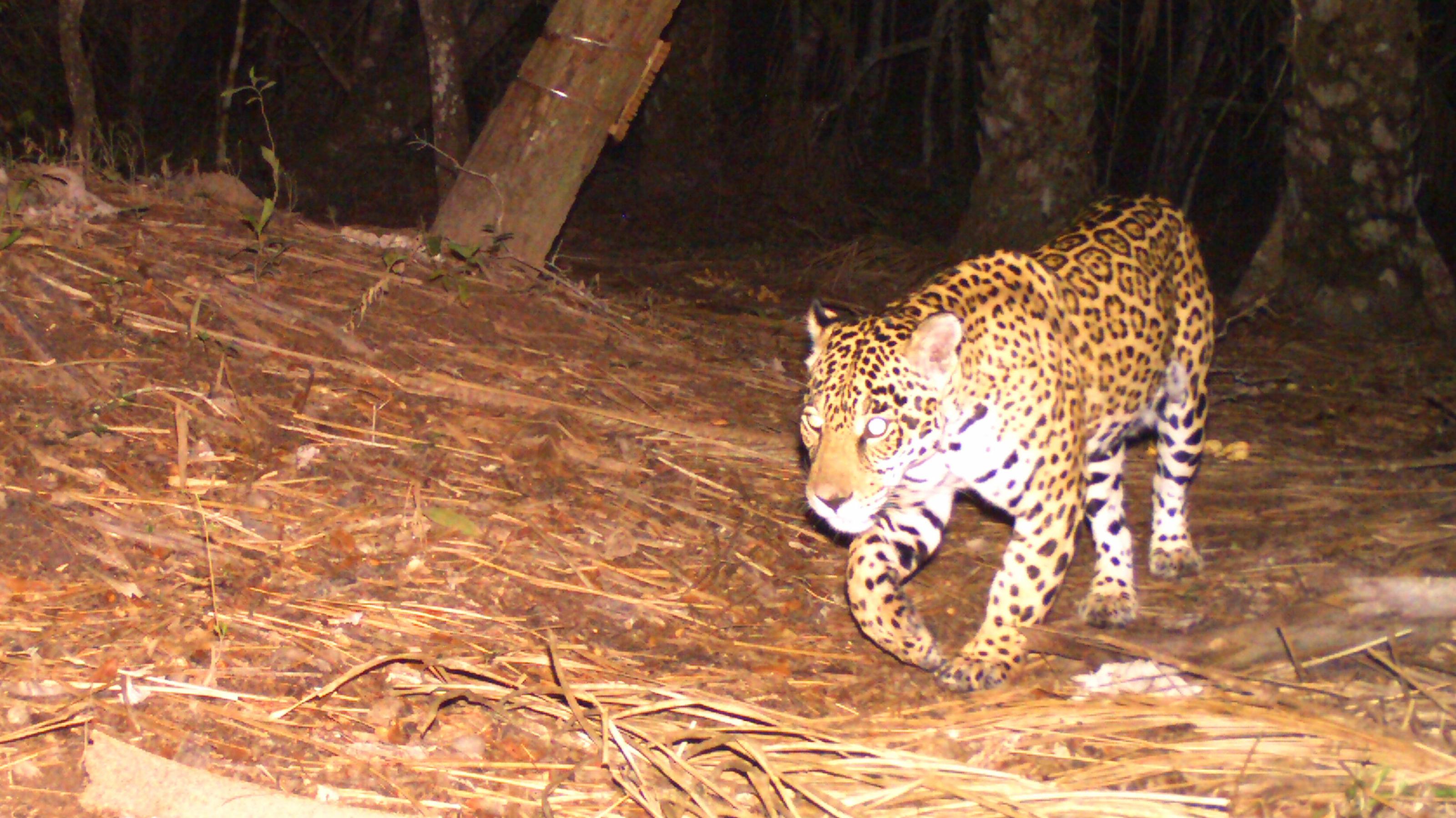 Eine große Raubkatze, ein Jaguar mit beige-gelbem Fell, das von einem Muster aus braunen Ringflecken bedeckt ist, tritt aus einem dunklem Dickicht.