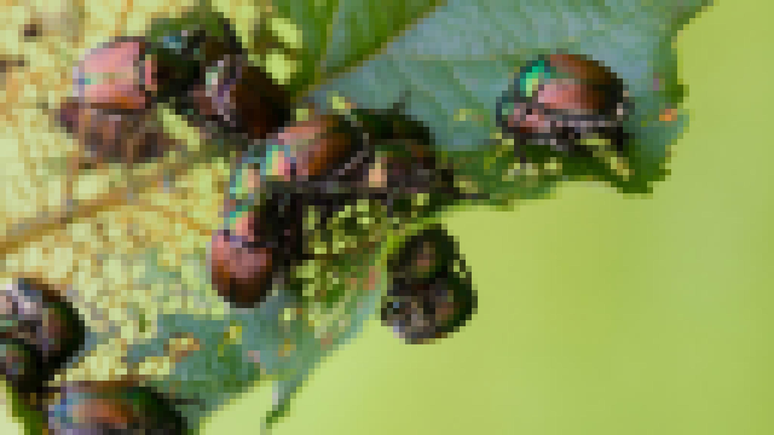 Zahlreiche braun-rötlich schimmernde Käfer mit grünen Halsschilden sitzen auf einem Blatt, das an einigen Stellen stark zerfressen ist.