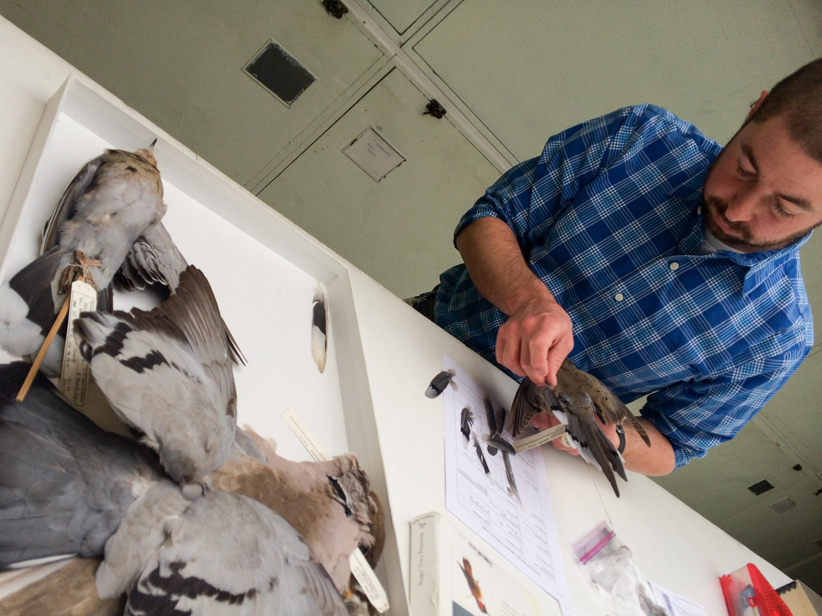 Jim Whatton, kurze braune Haare und Vollbart, blaues Hemd mit weißen Karos, steht vor einem weißen Tisch, auf dem eine Lade mit sechs Vogelbälgen liegt. Sie enthält Tauben. Er hält eine Trauertaube in der Hand und vergleicht ihre Federn mit einer Schwanzfeder, um sie zu bestimmen.