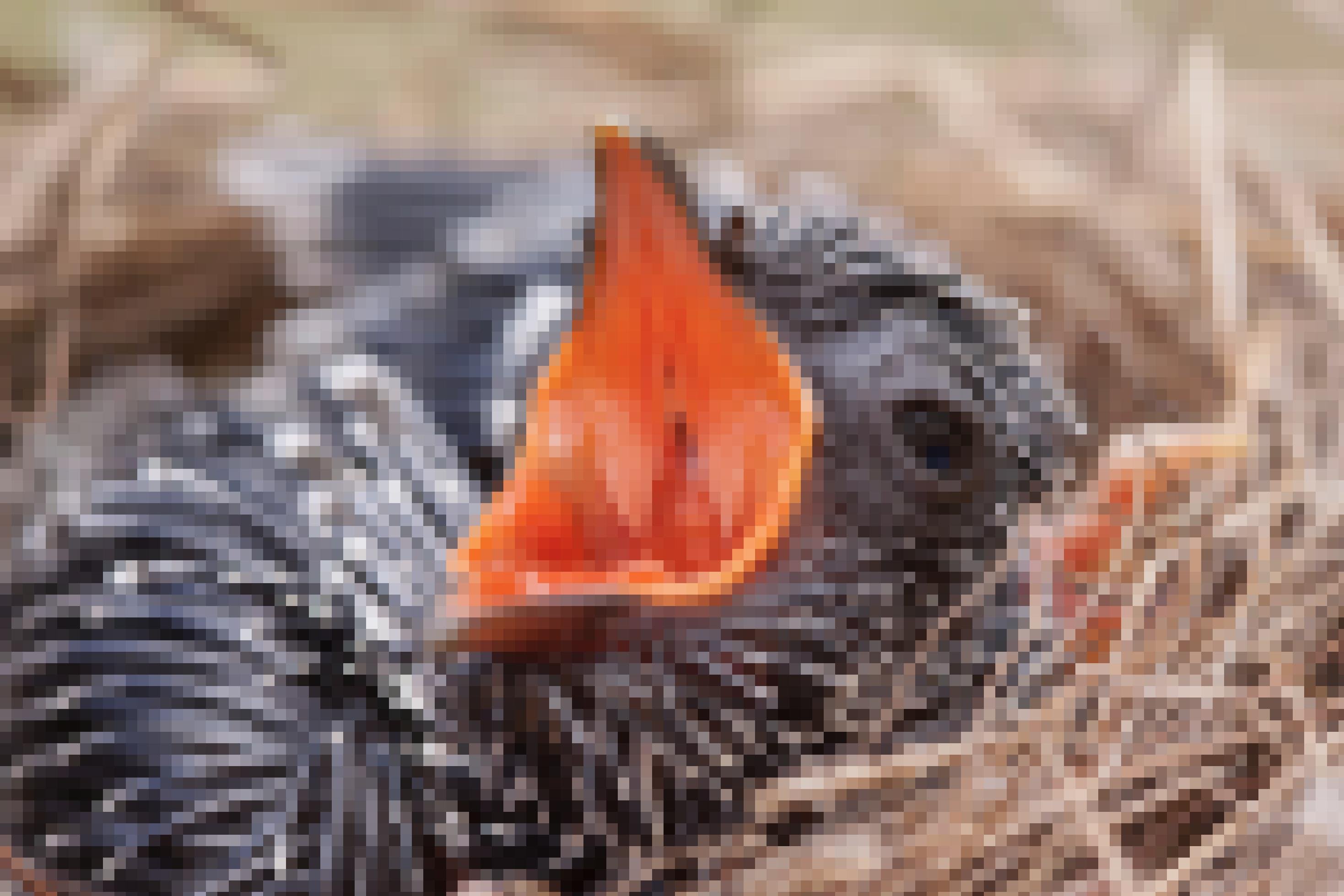 Ein Jungkuckuck mit weit geöffnetem Schnabel im Nest.