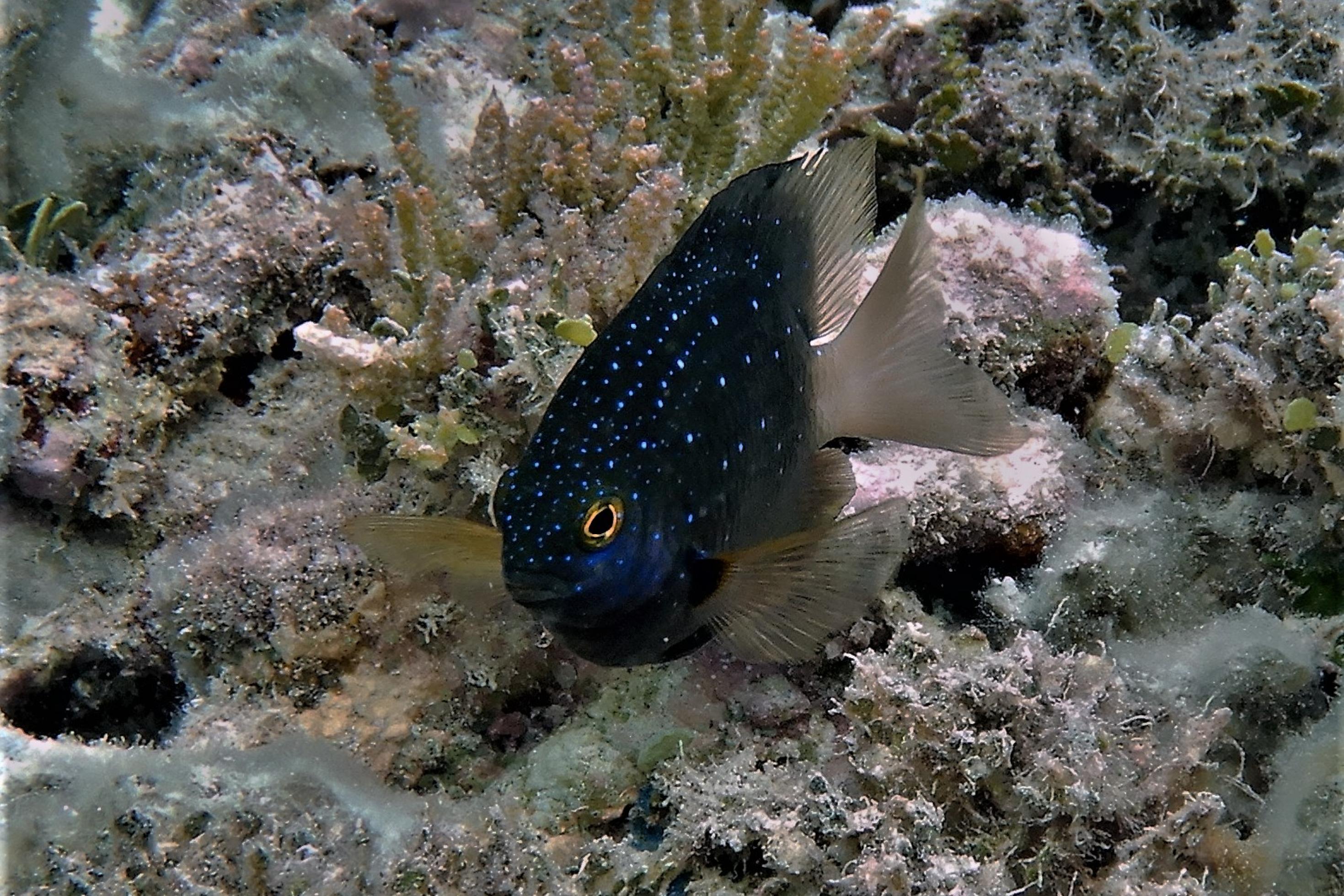 Unterwasserfoto von einem dunklen Riff-Fisch mit hellen Punkten, einem Juwelen-Riffbarsch, inmitten von Riffstrukturen.