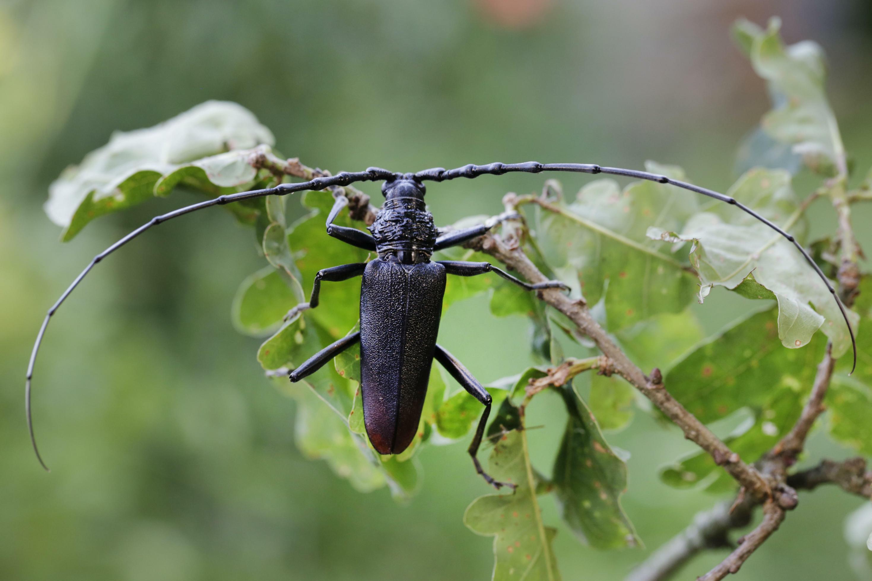 länglicher schwarz-rötlicher Käfer, 2 Antennen, jeweils mehr als  doppelt so lang wie der Körper stehen seitlich ab, hält sich mit Vorderbeinen an Eichenzweig fest