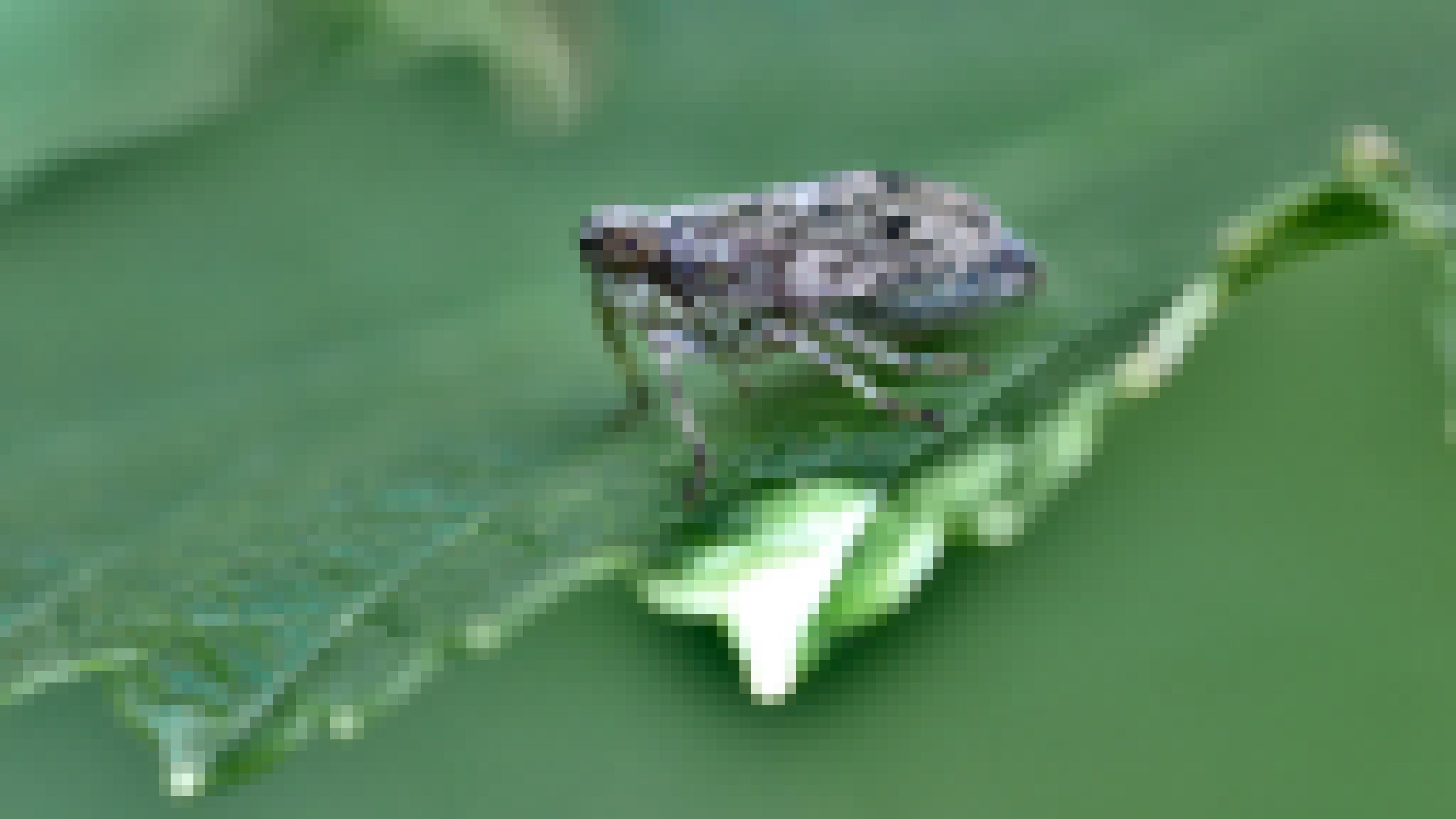 Ein beigefarbenes, dunkelbraun gezeichnetes Insekt mit braunen Augen sitzt auf einem grünen Blatt.