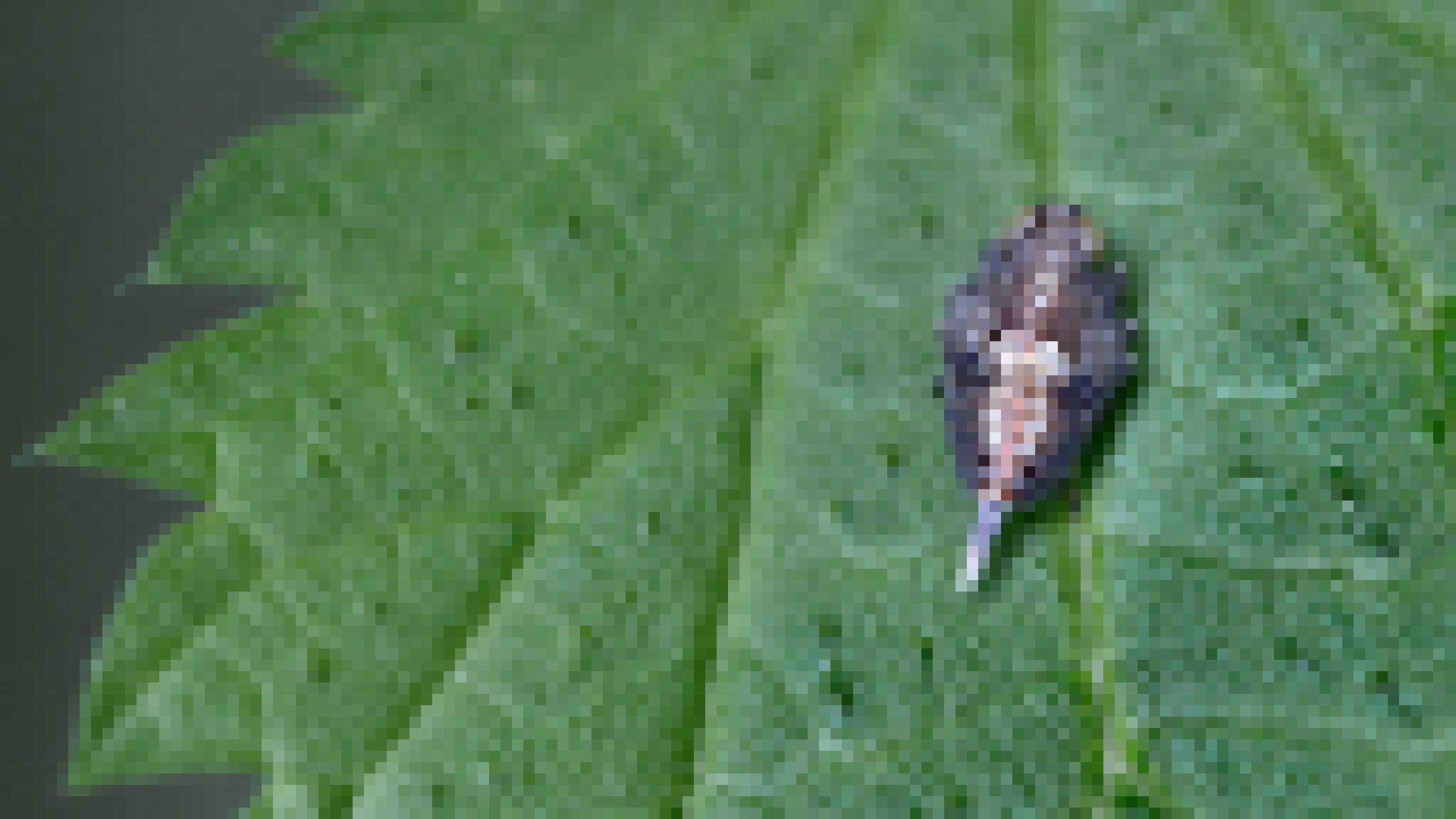 Auf einem grünen Blatt sitzt ein dunkelbraun, mit hellen und rötlichen Markierungen gezeichnetes Insekt. Aus dem Hinterteil ragen pinselartige, weiß-bläuliche Härchen.