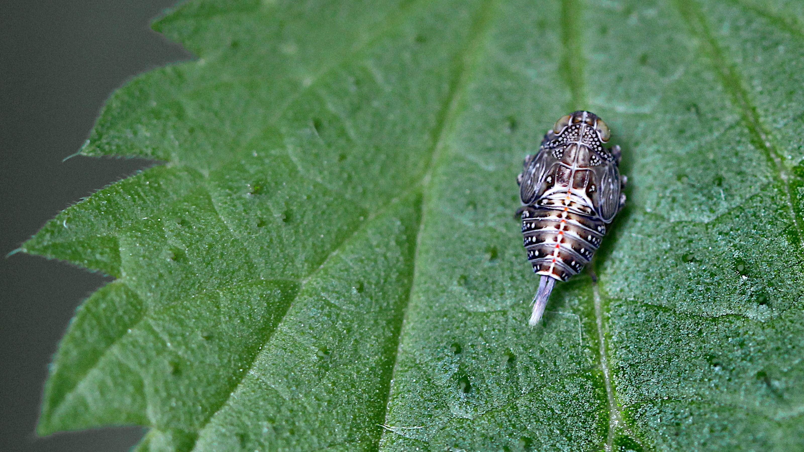 Auf einem grünen Blatt sitzt ein dunkelbraun, mit hellen und rötlichen Markierungen gezeichnetes Insekt. Aus dem Hinterteil ragen pinselartige, weiß-bläuliche Härchen.