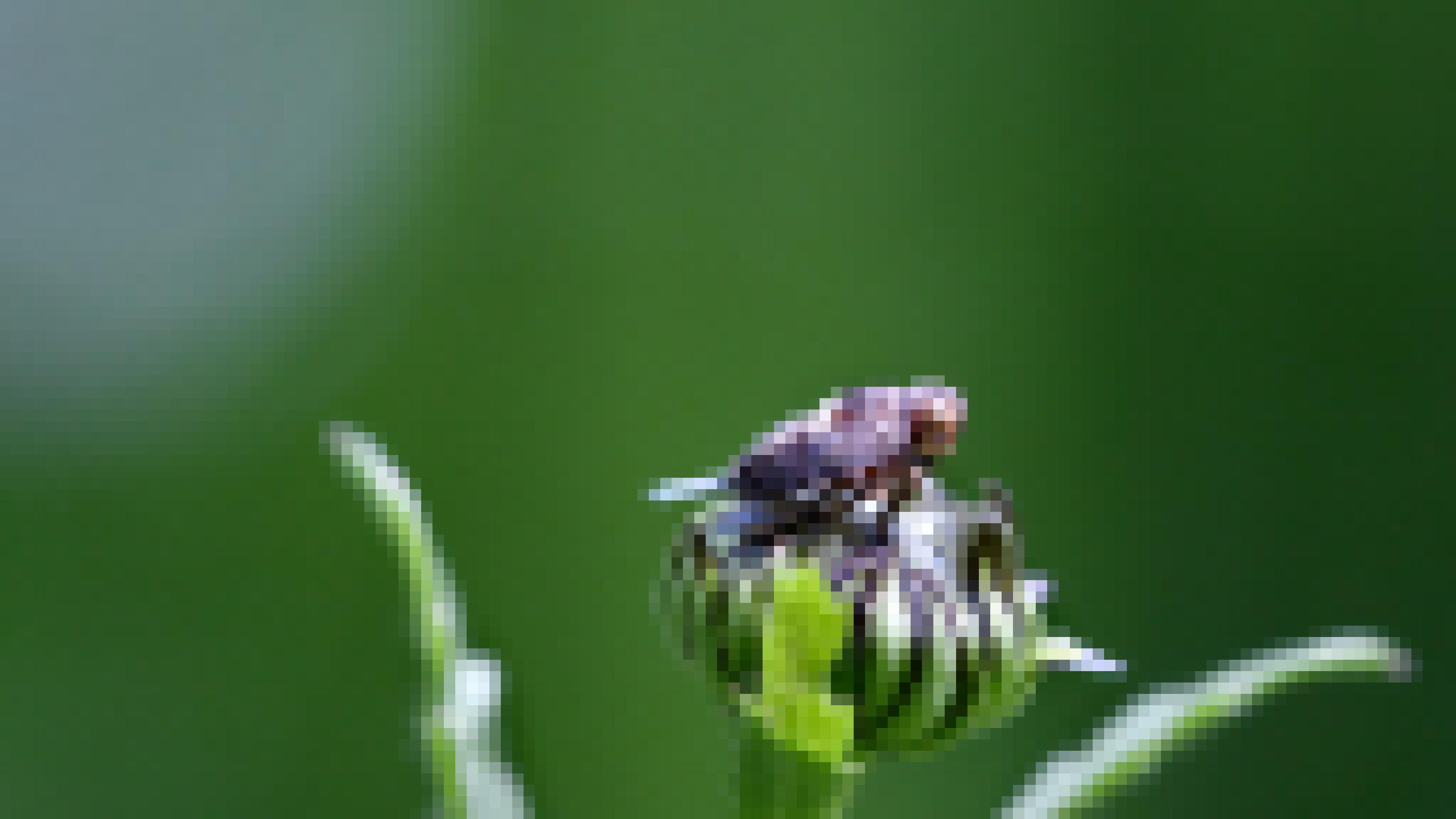 Auf einer Blütenknospe sitzt ein dunkelbraun, mit hellen Markierungen gezeichnetes Insekt. Aus dem Hinterteil ragt eine pinselartige, weiß-bläuliche Struktur.