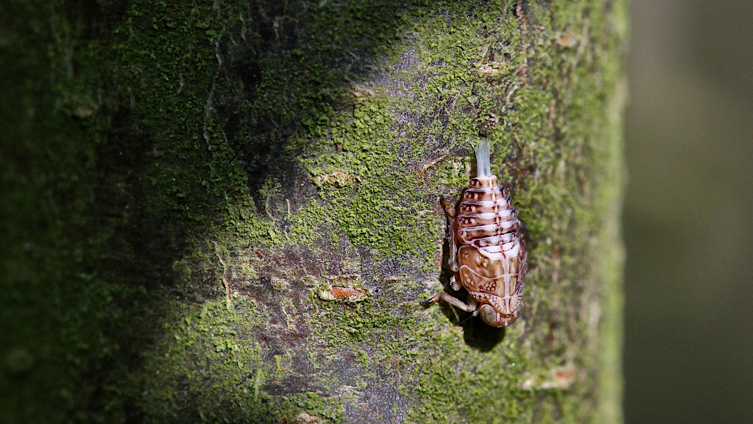 An einem grünlich bewachsenen Baumstamm sitzt kopfüber ein rötlich-braunes Insekt. Aus dem Hinterteil ragt eine pinselartige, weiß-bläuliche Struktur.