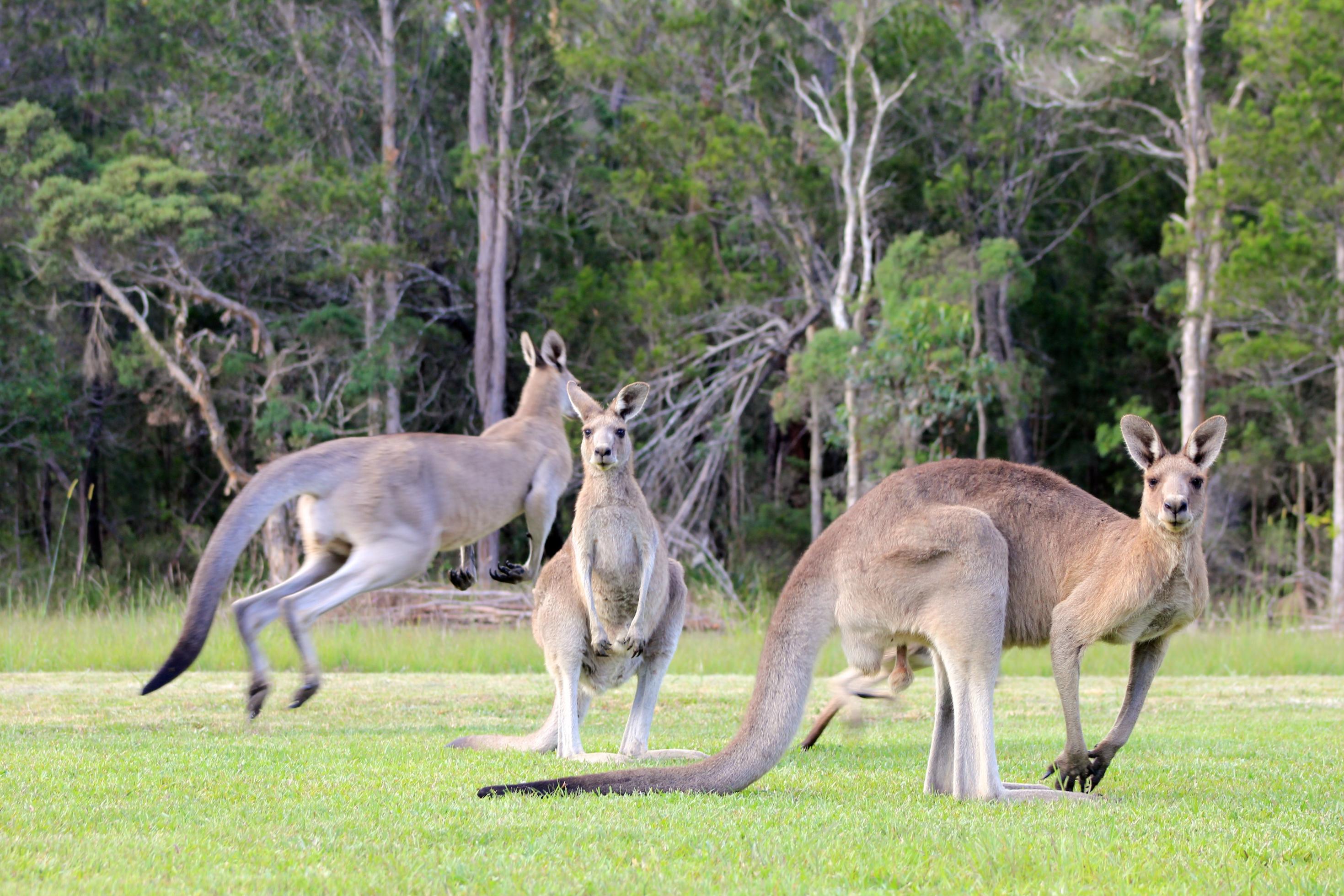 Drei Östliche Riesenkängurus grasen in New South Wales. Mit männlichen Konkurrenten kämpfen die eastern grey kangaroos.