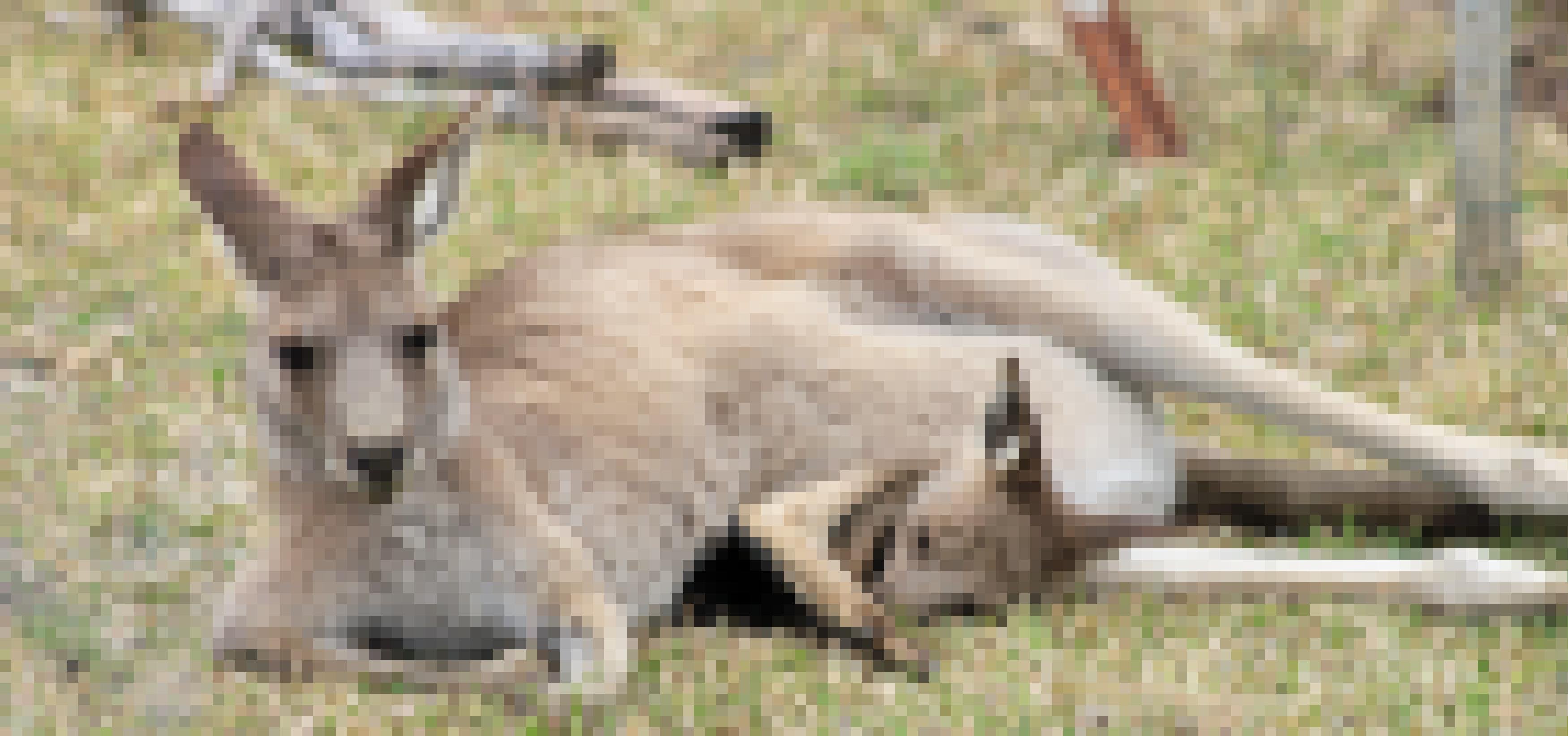 Ein weibliches östliches Riesenkänguru liegt auf einer Wiese, der Nachwuchs lugt aus dem Beutel.