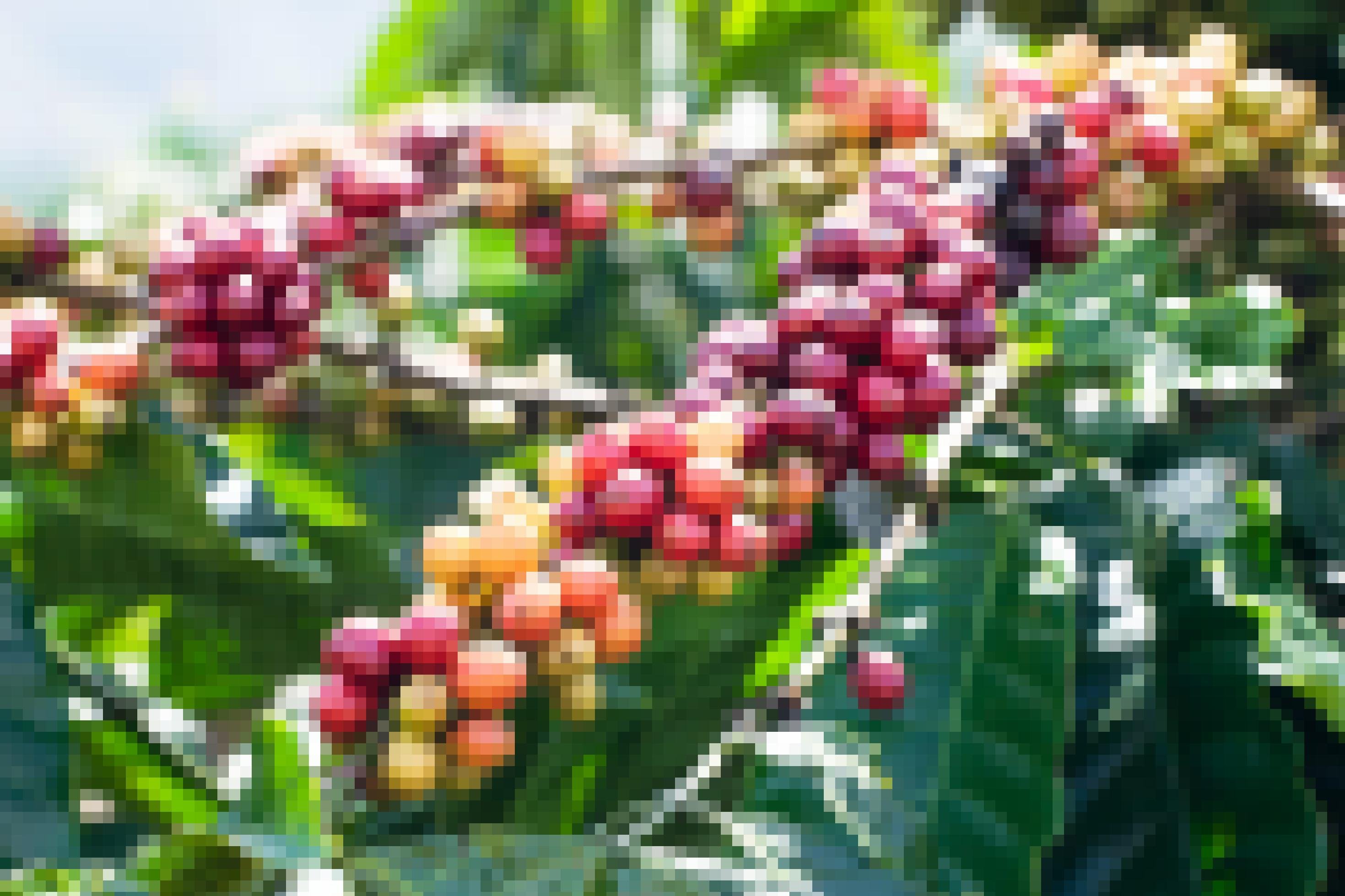 Nahaufnahme von reifen und unreifen Kaffeekirschen auf einer Plantage.