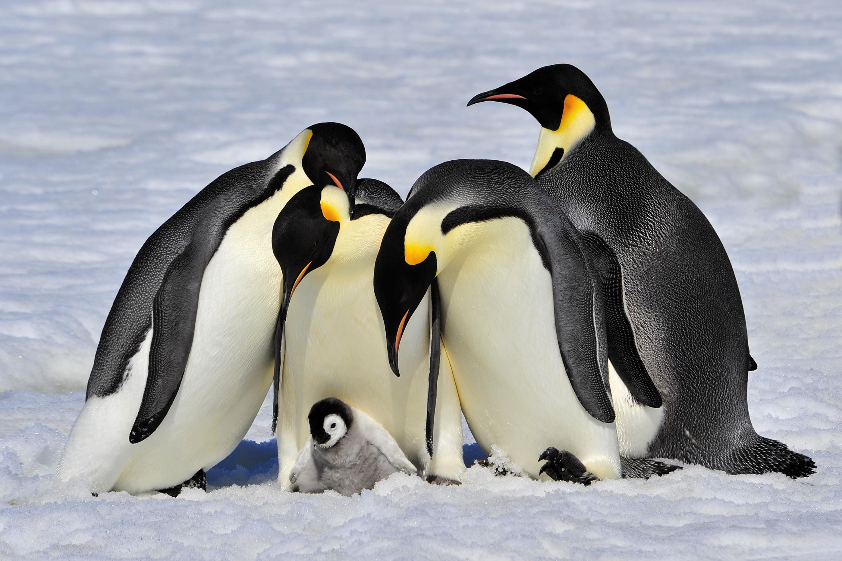 Emperor Penguins with chick fight for adopting