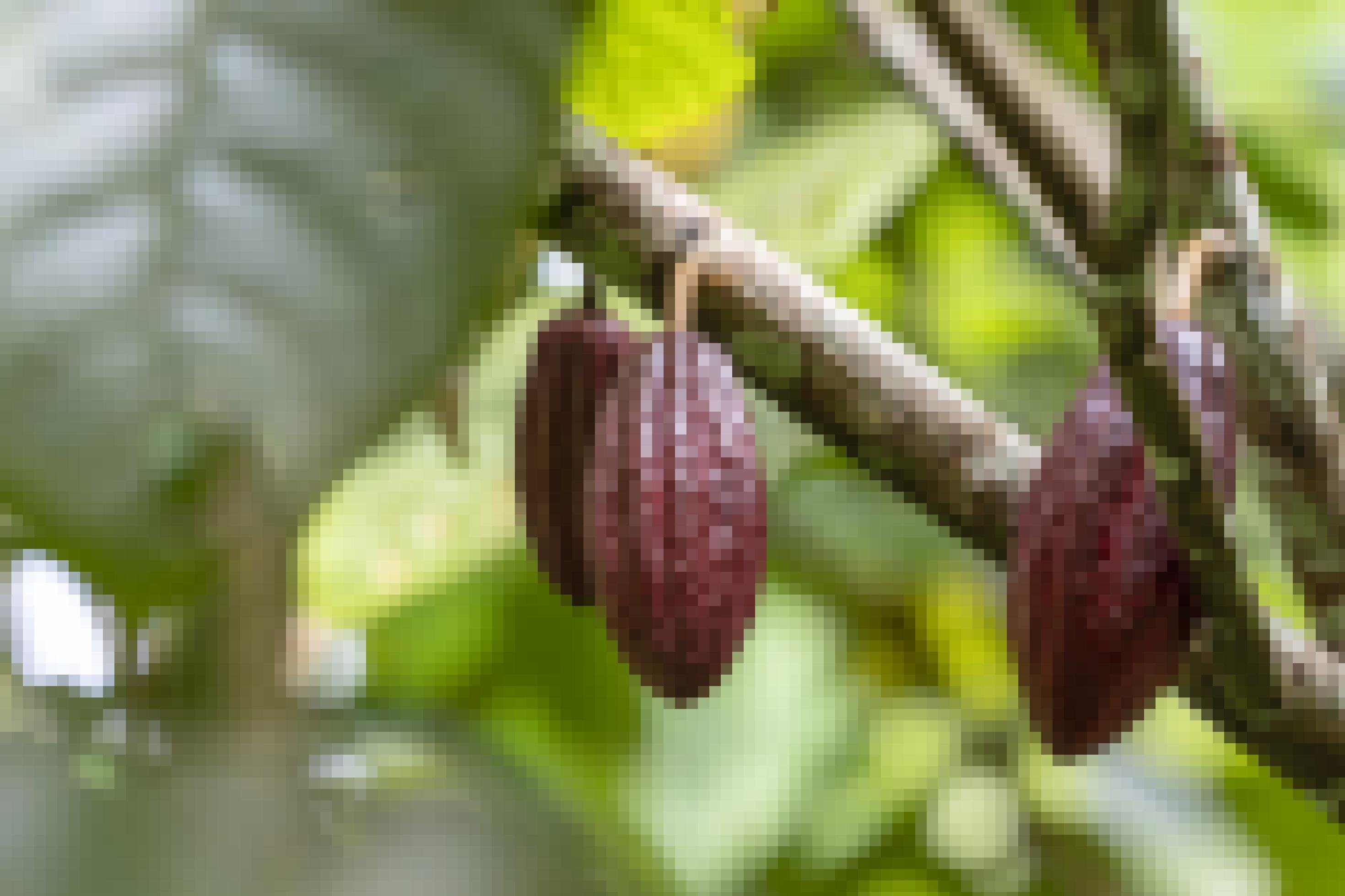 Nahaufnahme von rötlich-braunen Kakaobohnen an einem Baum.