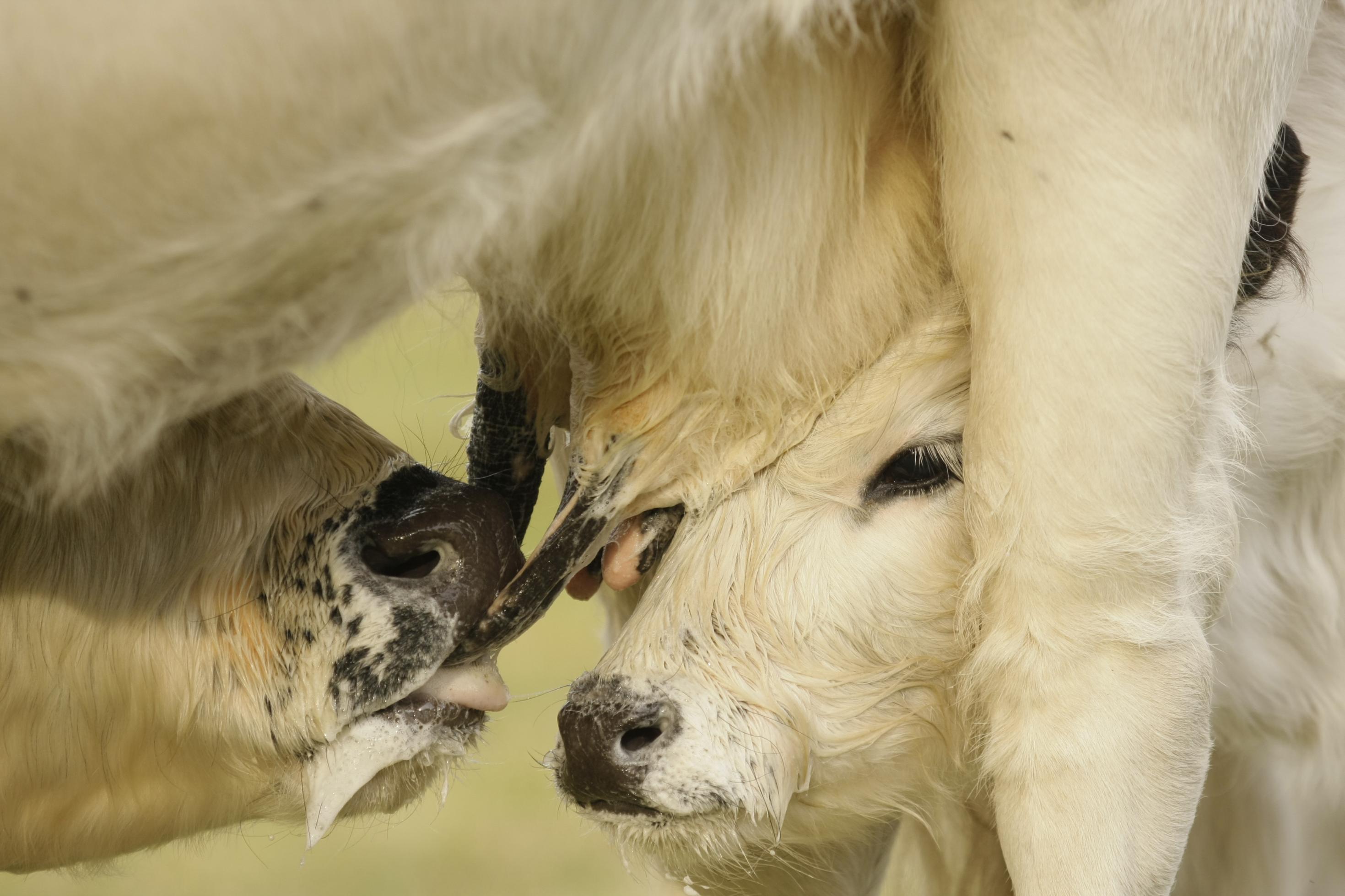 Nahaufnahme von Kalb, dass am Euter der Mutterkuh trinkt.