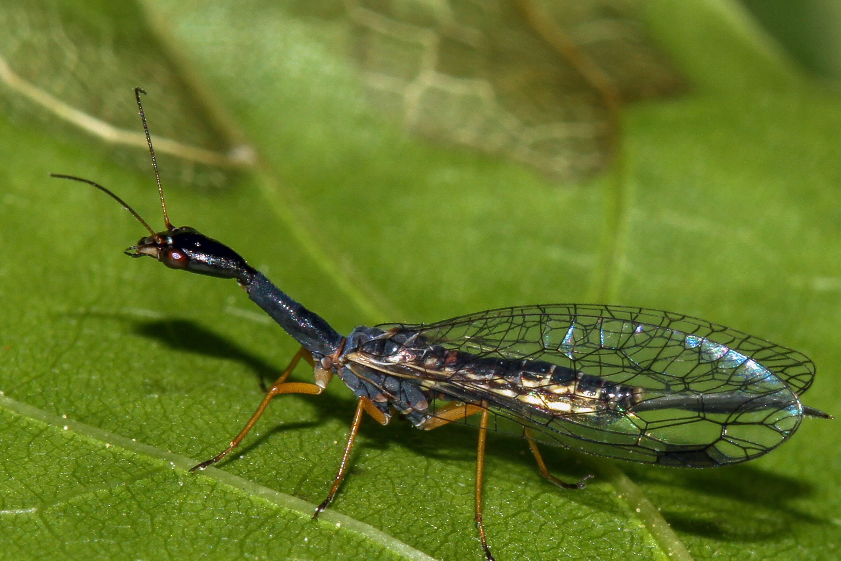 Ein langgezogenes Insekt mit langem schwarzem Hals, roten Augen und länglichen durchsichtigen Flügeln mit schwarzem Gitter sitzt auf einem Blatt.