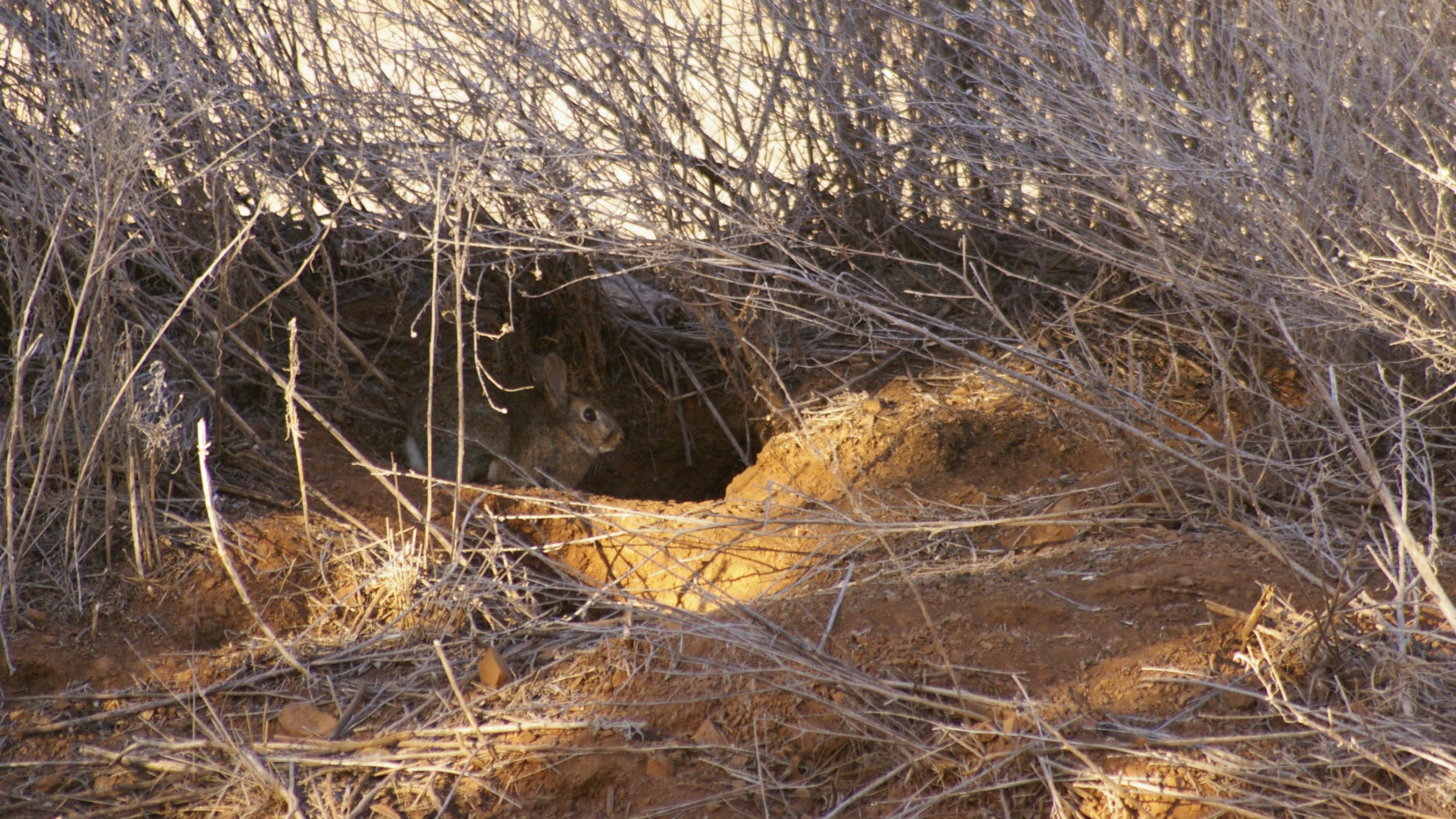 Ein graues Kaninchen sitzt im Eingang zu seinem Bau in ockerfarbener staubiger Erde vor verdorrtem Grasauf einer australischen Farm während einer Dürre in Australien.wild rabbit on a drought stricken farm at the door to it's warren in rural New South Wales, Australia