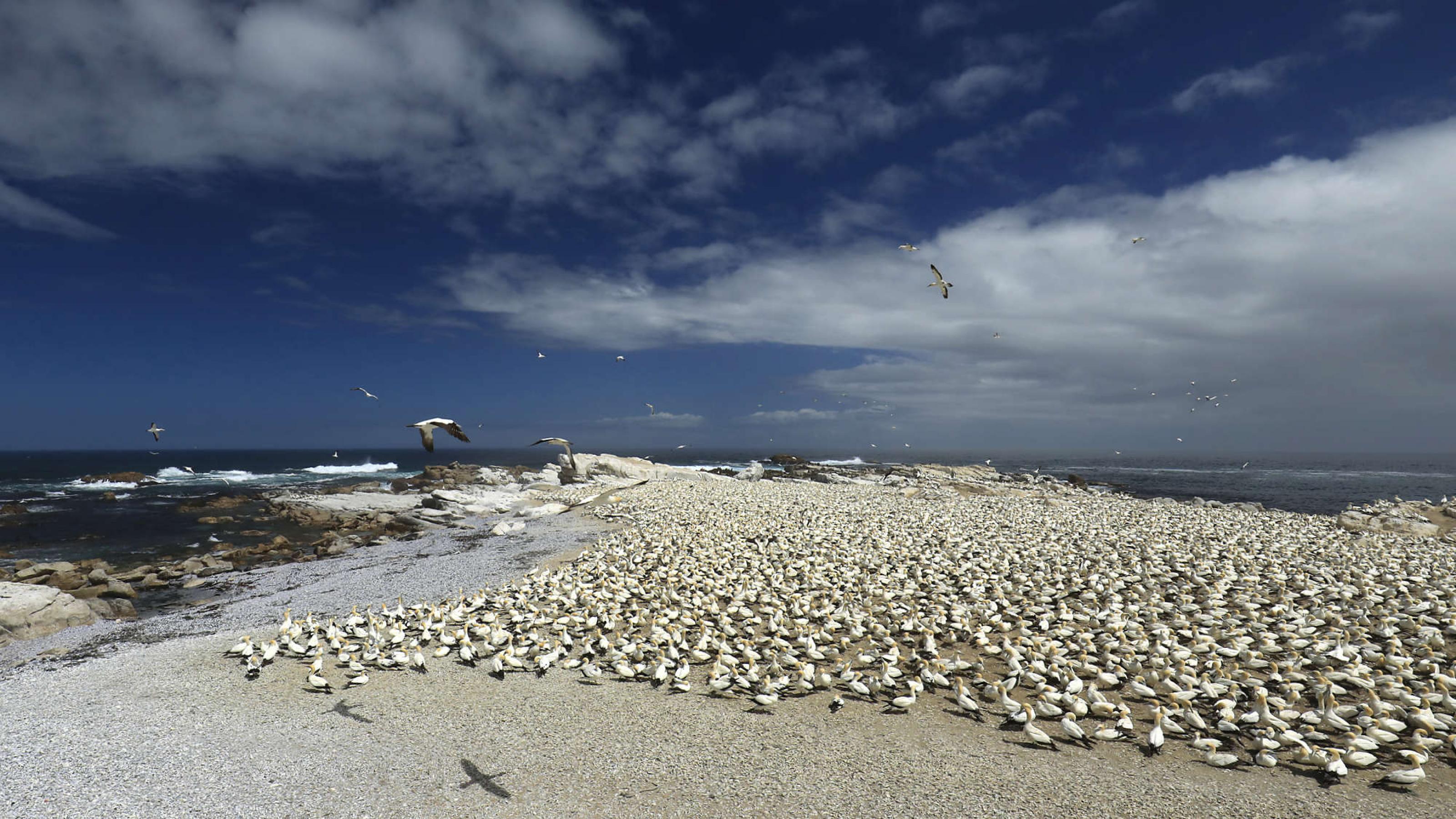 Zehntausende Vögel sitzen auf dem Boden, im Hintergrund das Meer und weiße Wolken am blauen Himmel.