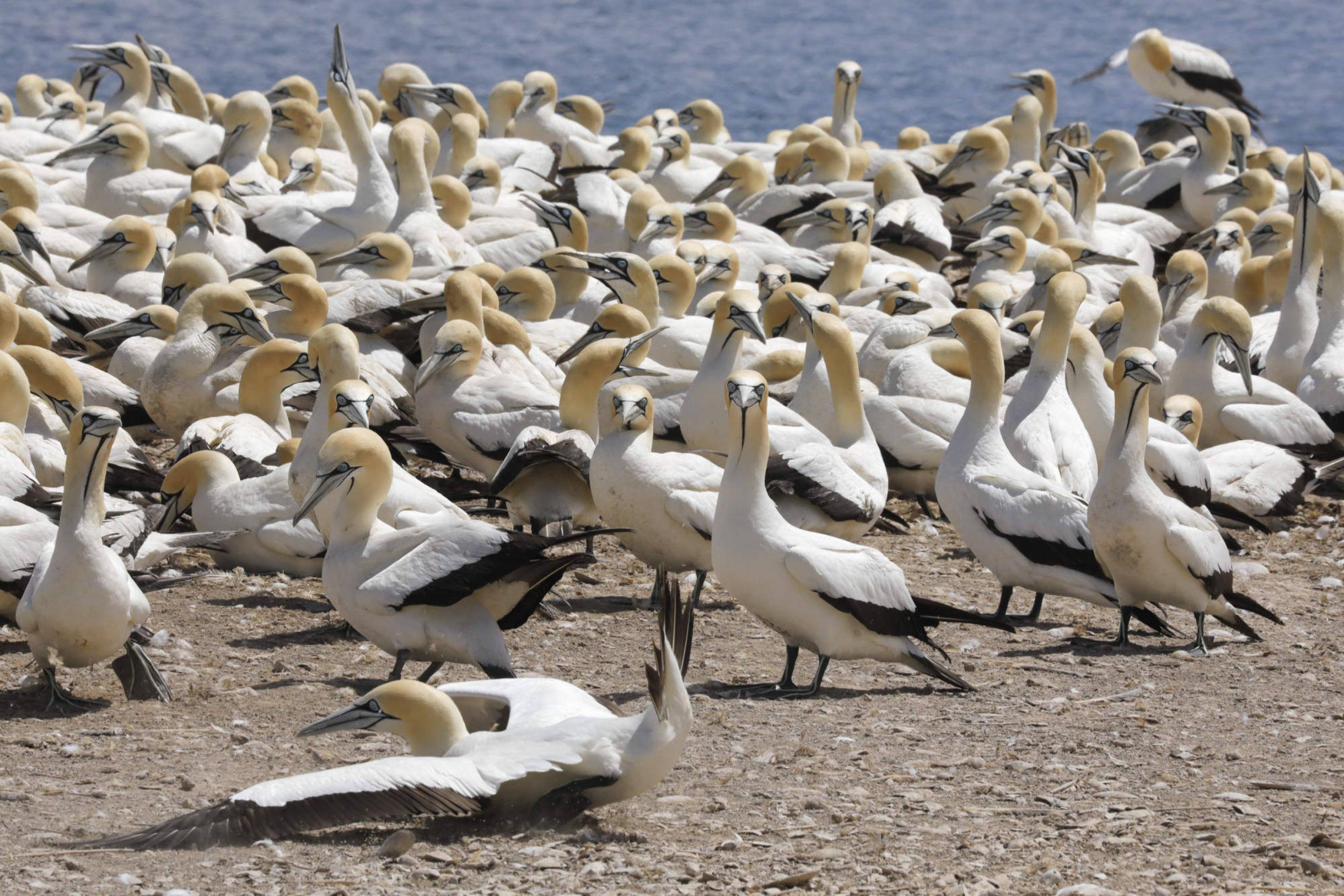 Eine Menge weiß-schwarzer Vögel mit gelblichem Kopf stehen auf bräunlichem Untergrund. Im Vordergrund landet ein Vogel ungeschickt mit aufgespreizten Schwanzfedern. Ein Vogel ganz links hebt einen Fuß mit schwarzen Schwimmhäuten zwischen den Zehen.