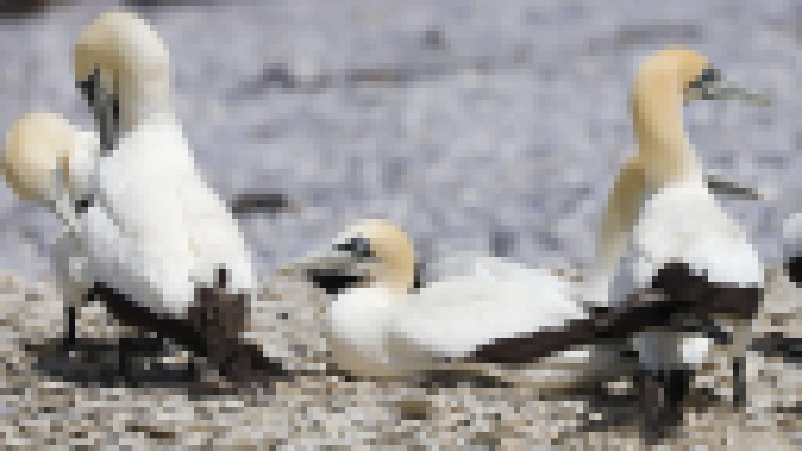 Ein Kaptölpel sitzt auf dem Boden, der aus Muschel-Bruchstücken besteht. Darum herum stehen mehrere andere Vögel.