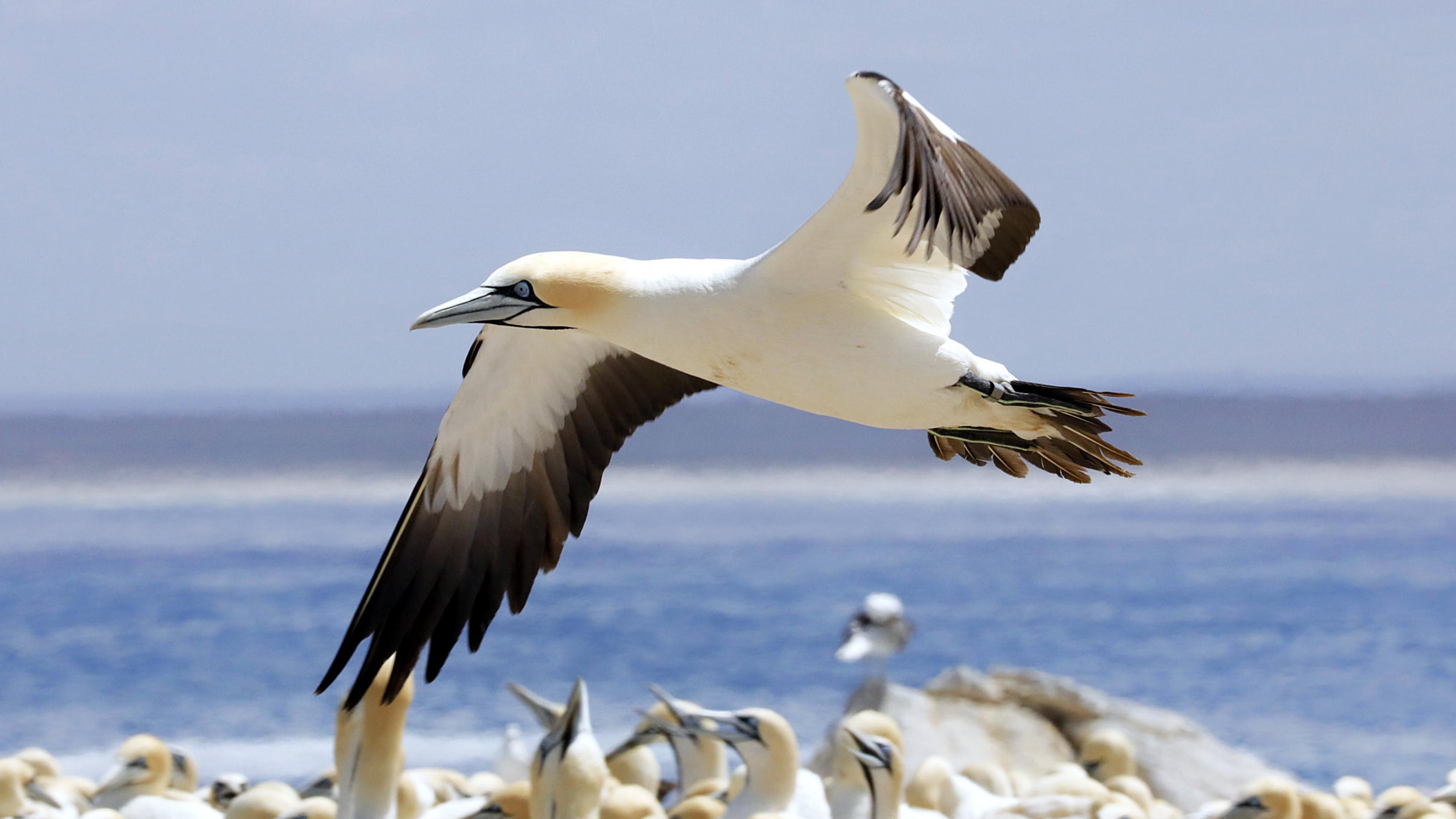 Ein weiß-schwarzer Vogel mit gelbem Kopf und blauen Augenringen fliegt mit ausgebreiteten Flügeln über seine Artgenossen hinweg. Im Hintergrund eine Meeresbucht.
