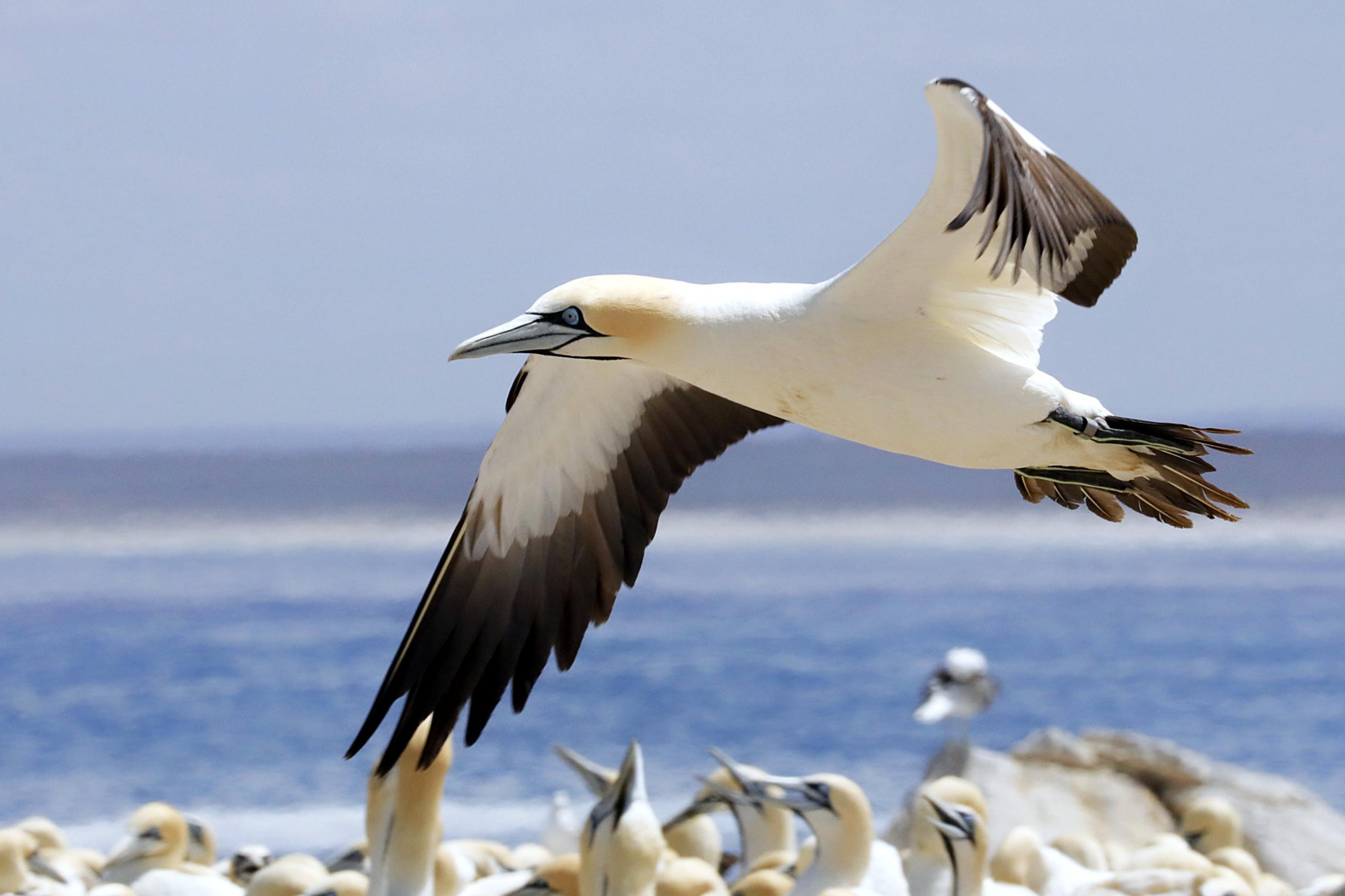 Ein weiß-schwarzer Vogel mit gelbem Kopf und blauen Augenringen fliegt mit ausgebreiteten Flügeln über seine Artgenossen hinweg. Im Hintergrund eine Meeresbucht.